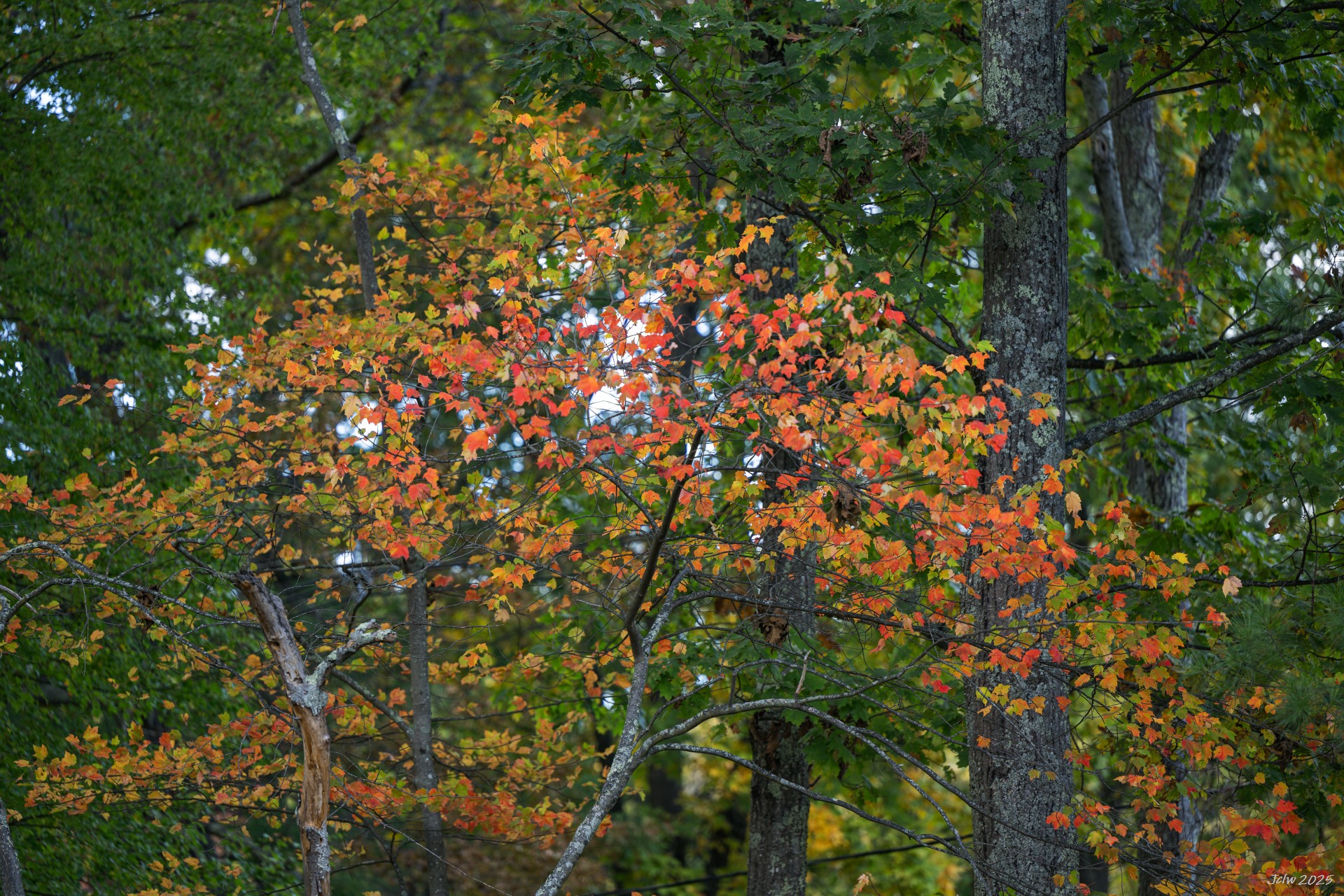 Z8A_5539.jpg