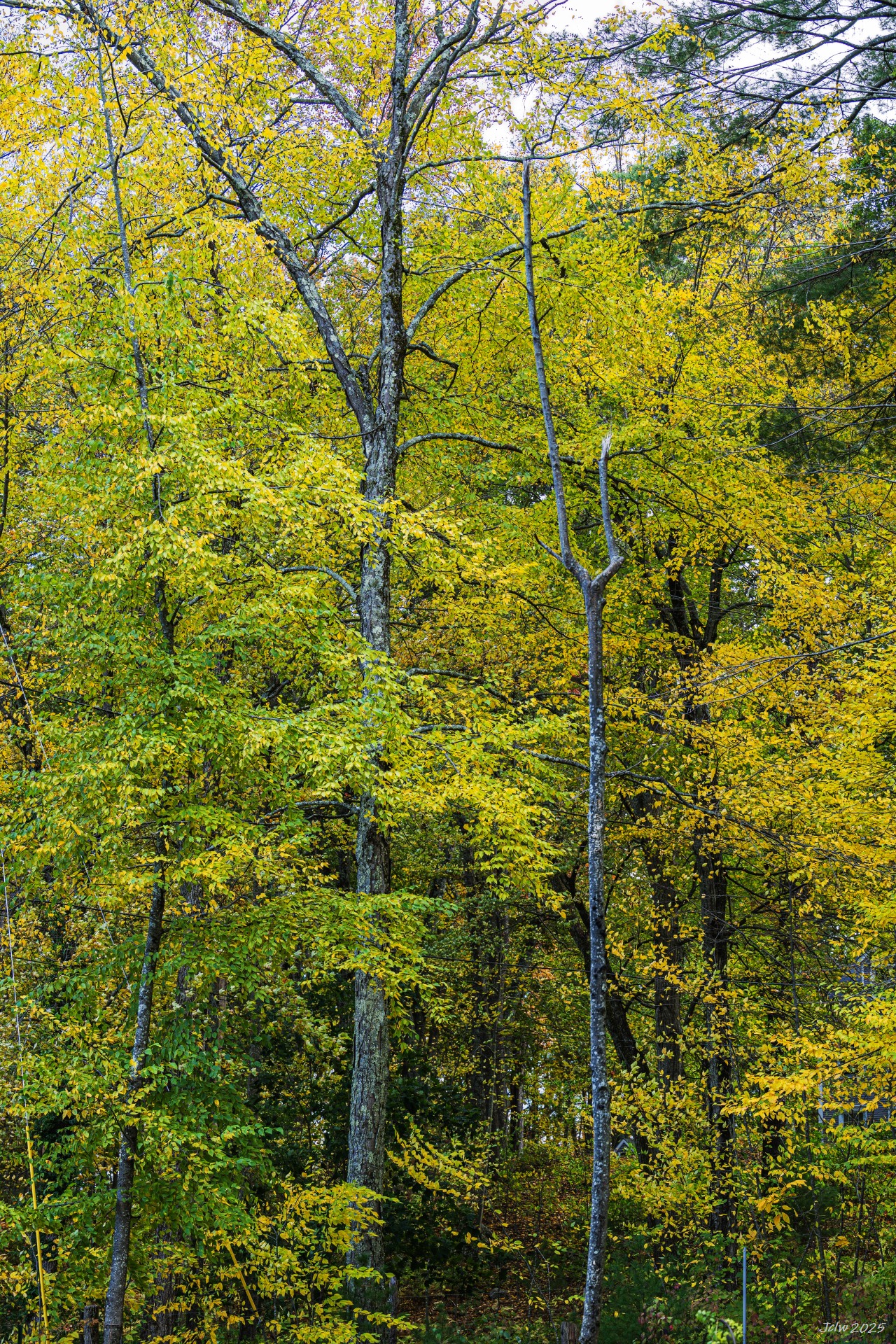 Z8A_5541.jpg