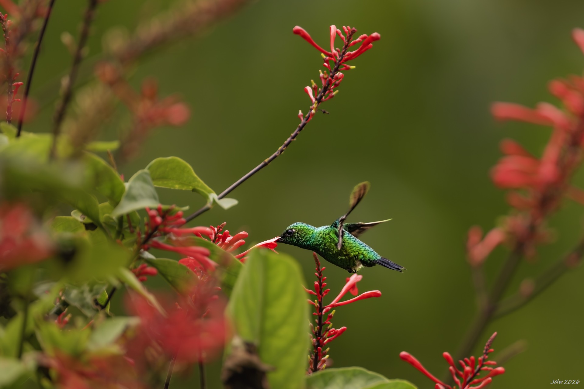 Z8W_6846.jpg