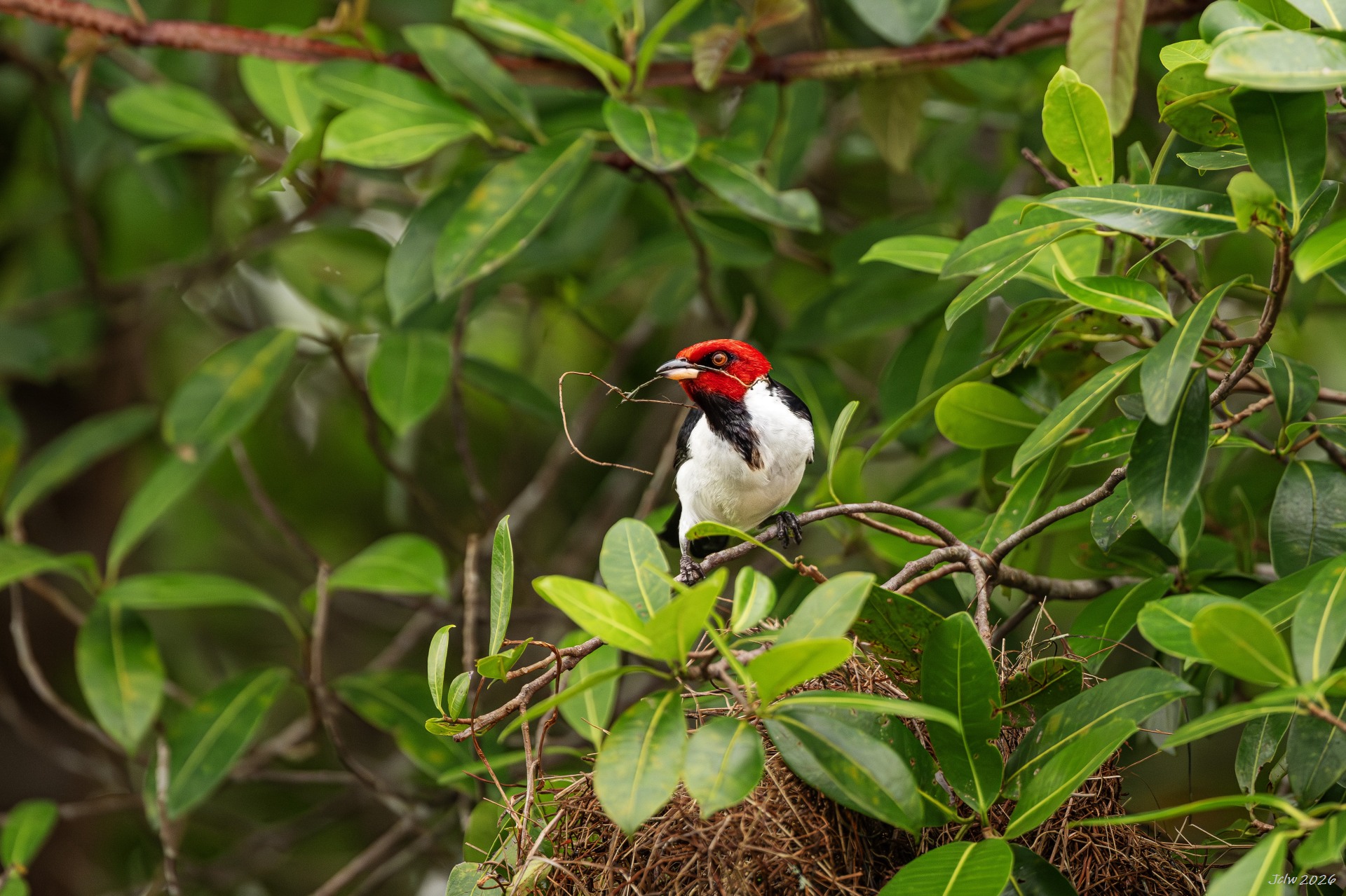 Z8W_8097.jpg