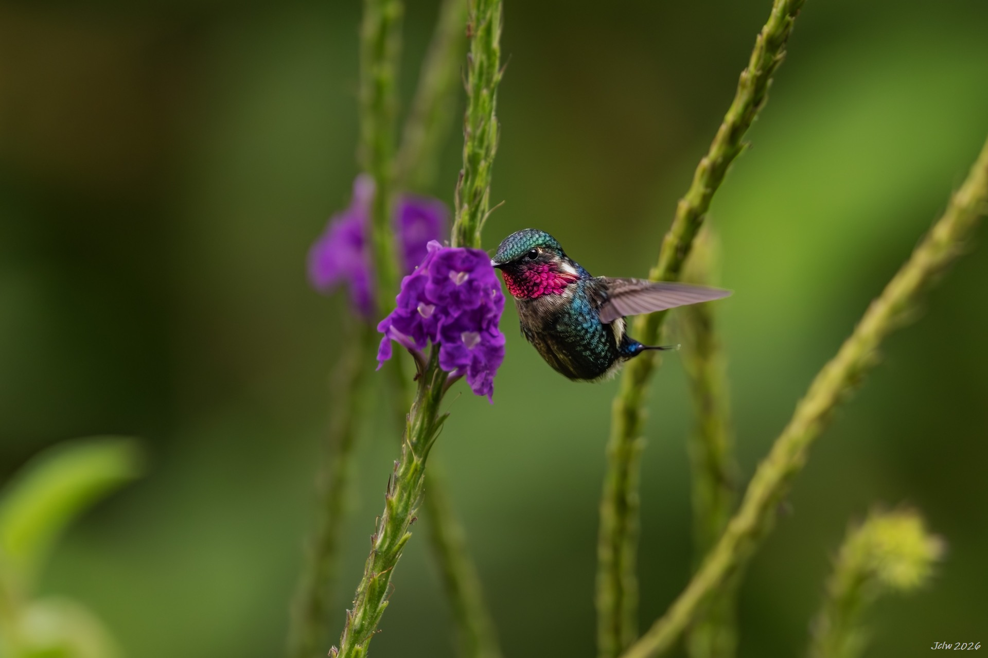 Z8W_5281.jpg