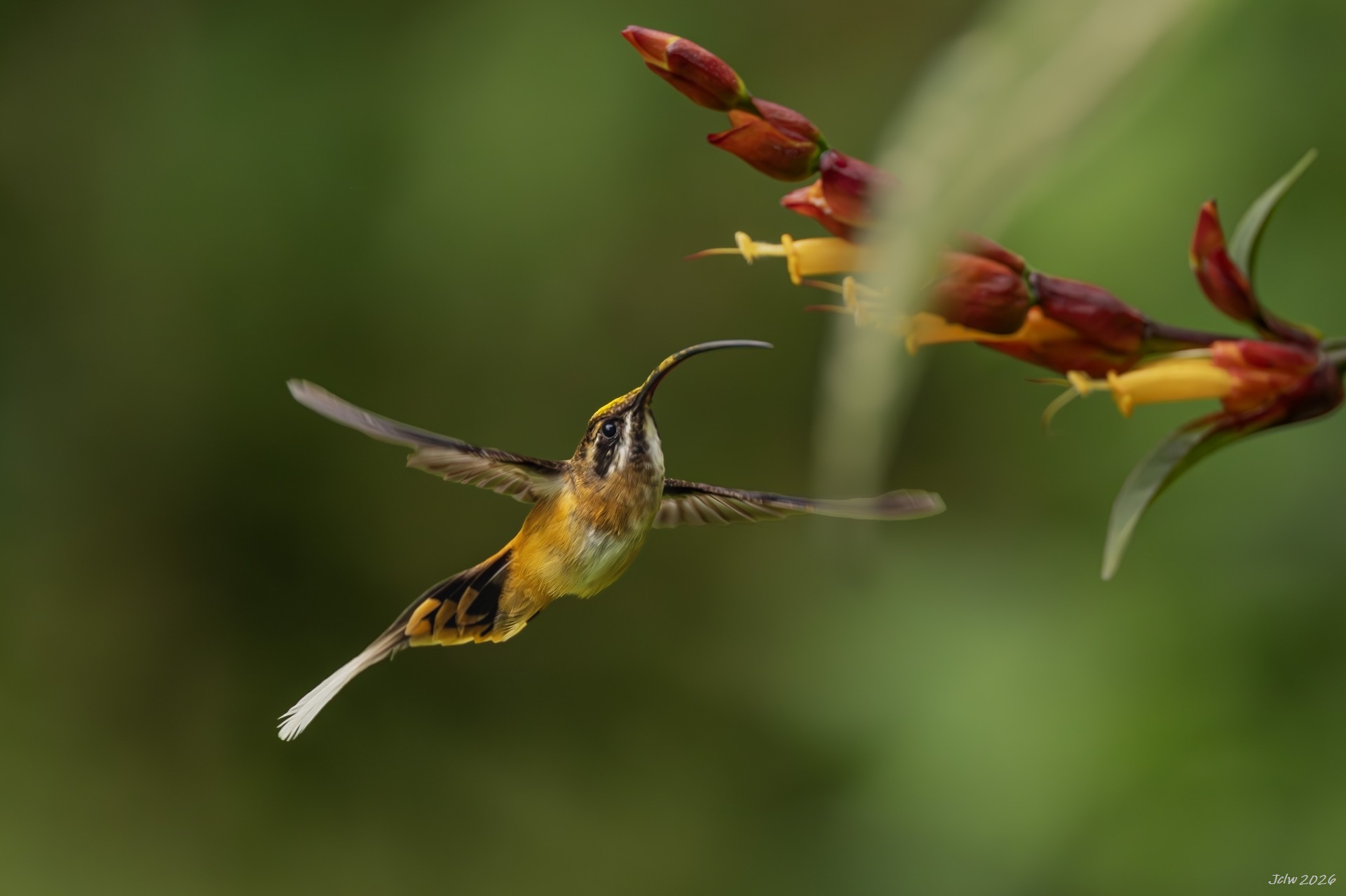 Z8W_5336.jpg