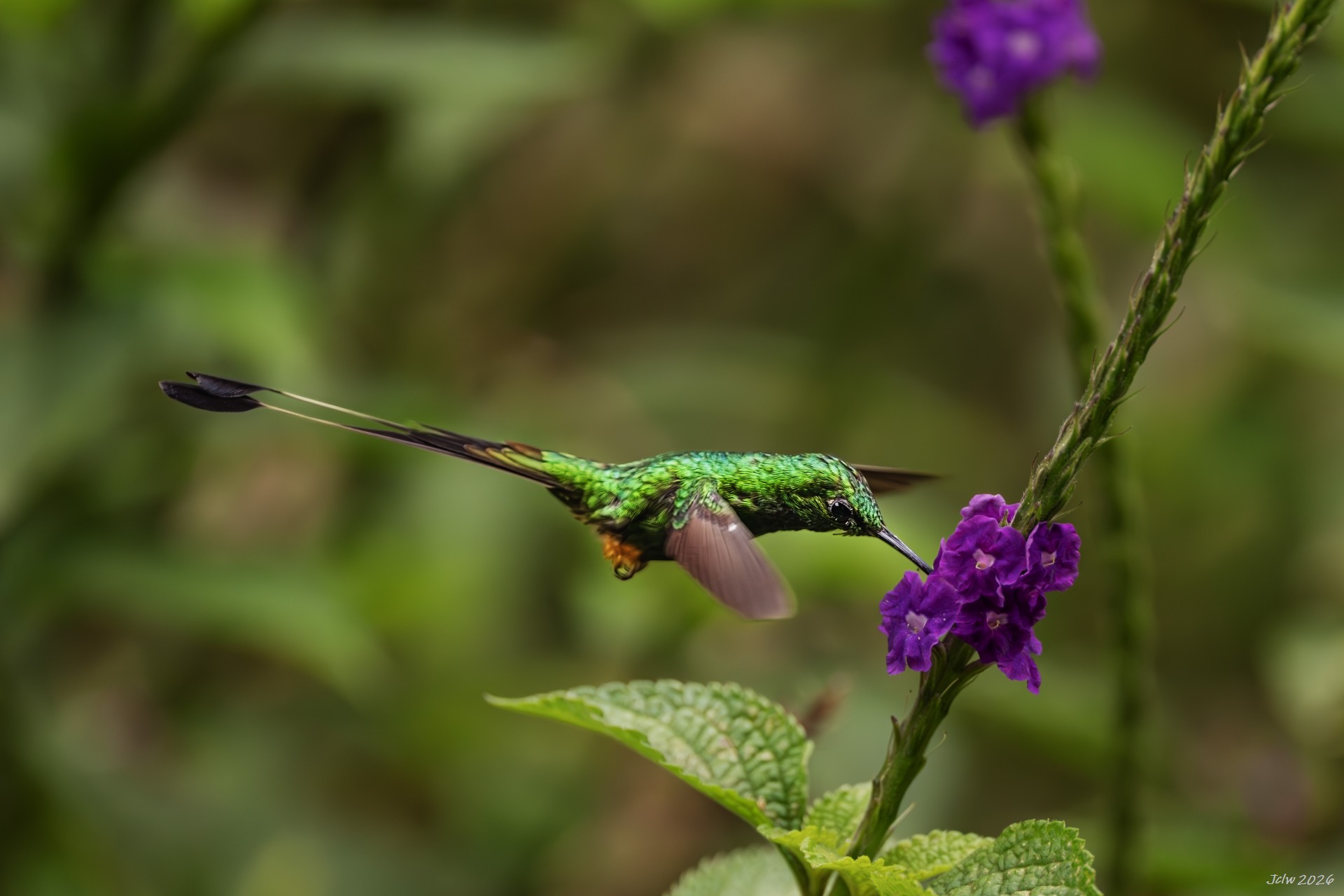 Z8W_5484.jpg