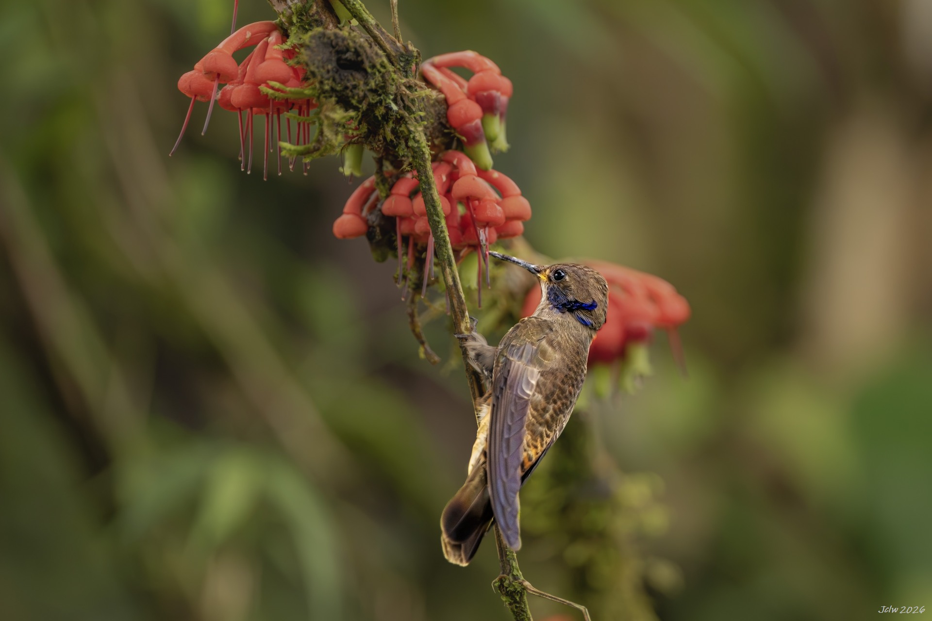 Z8W_0692.jpg