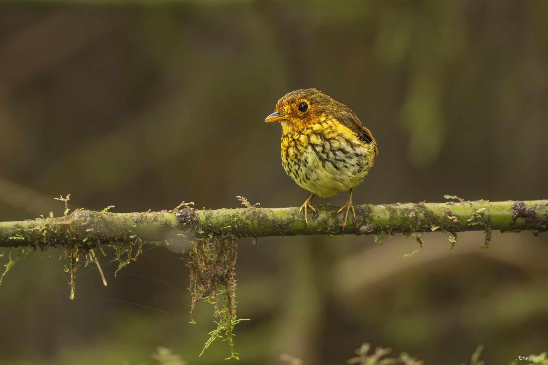 Z8W_3918.jpg