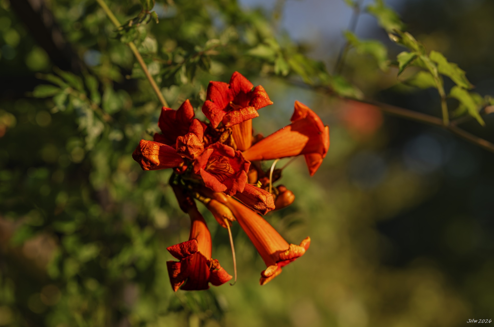Z8A_5635.jpg