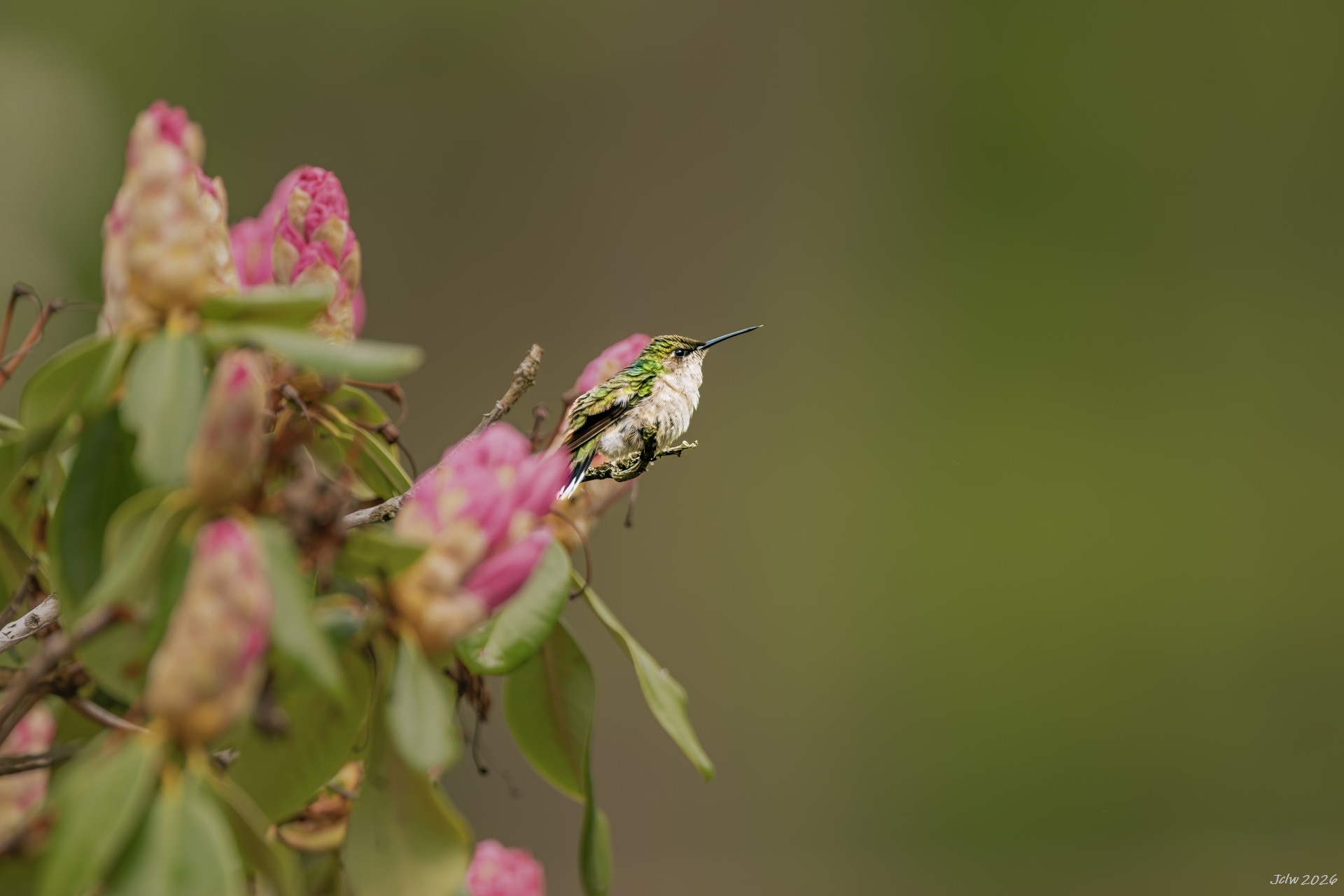 Z8W_1196.jpg