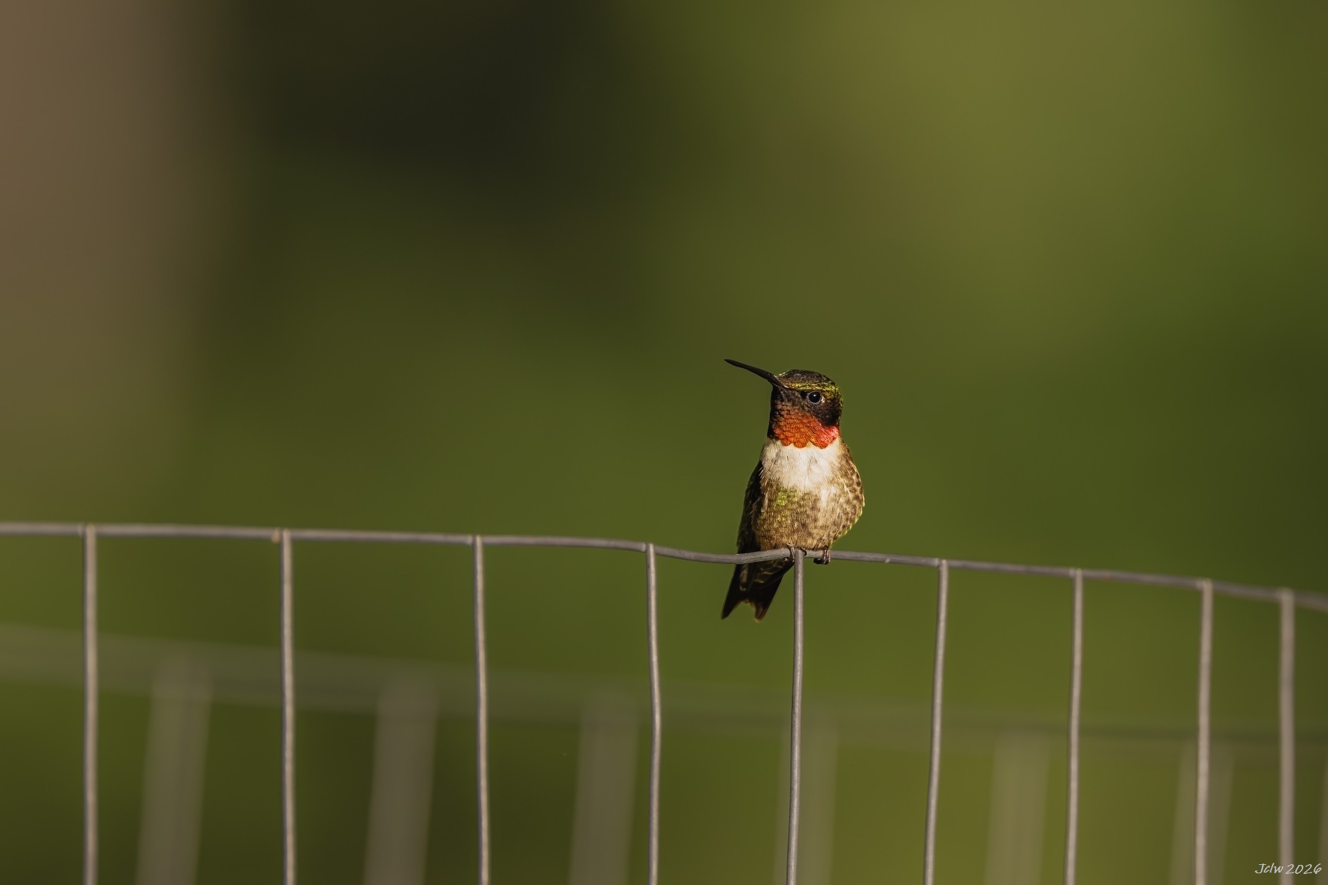 Z8W_3595.jpg