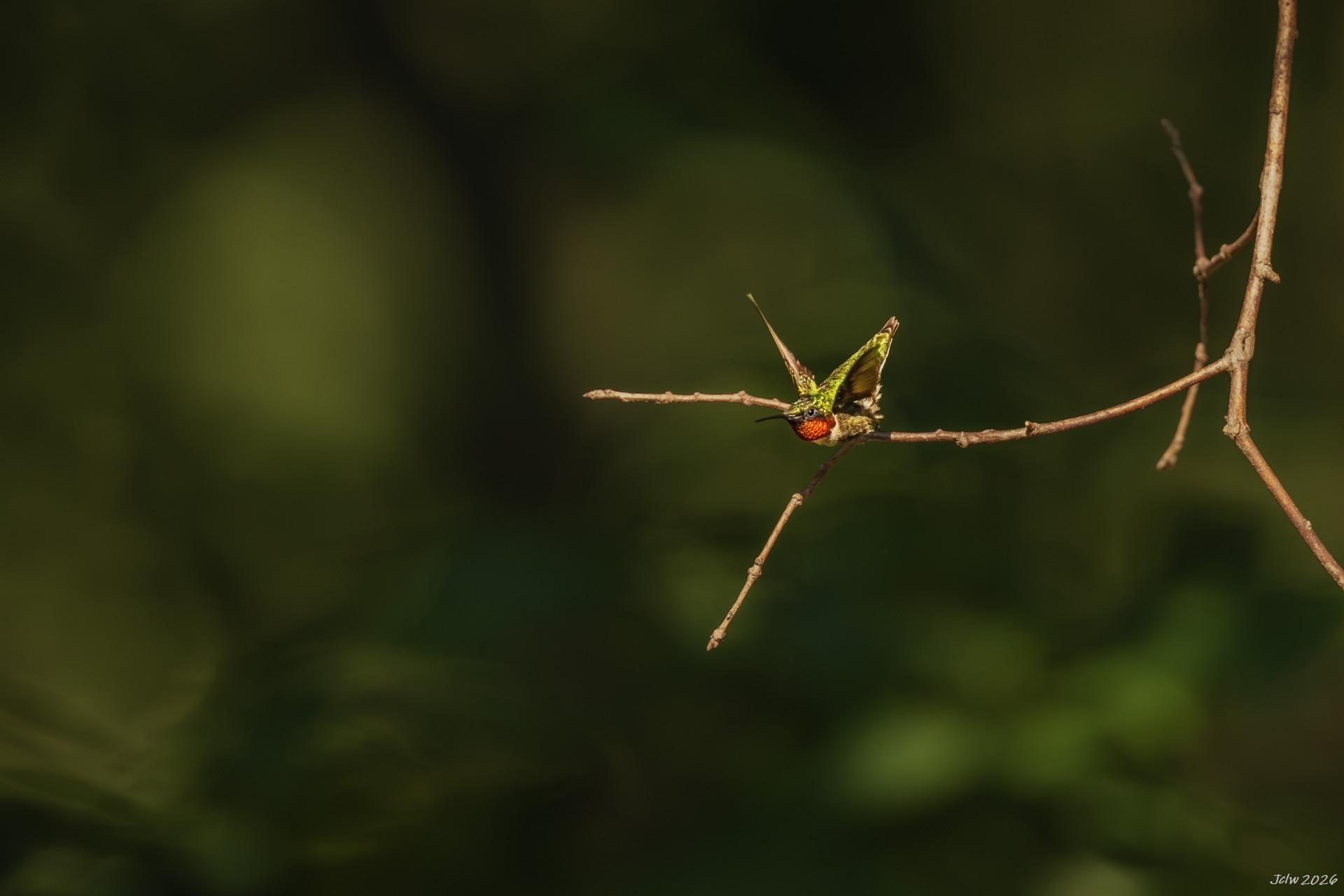 Z8W_4768.jpg