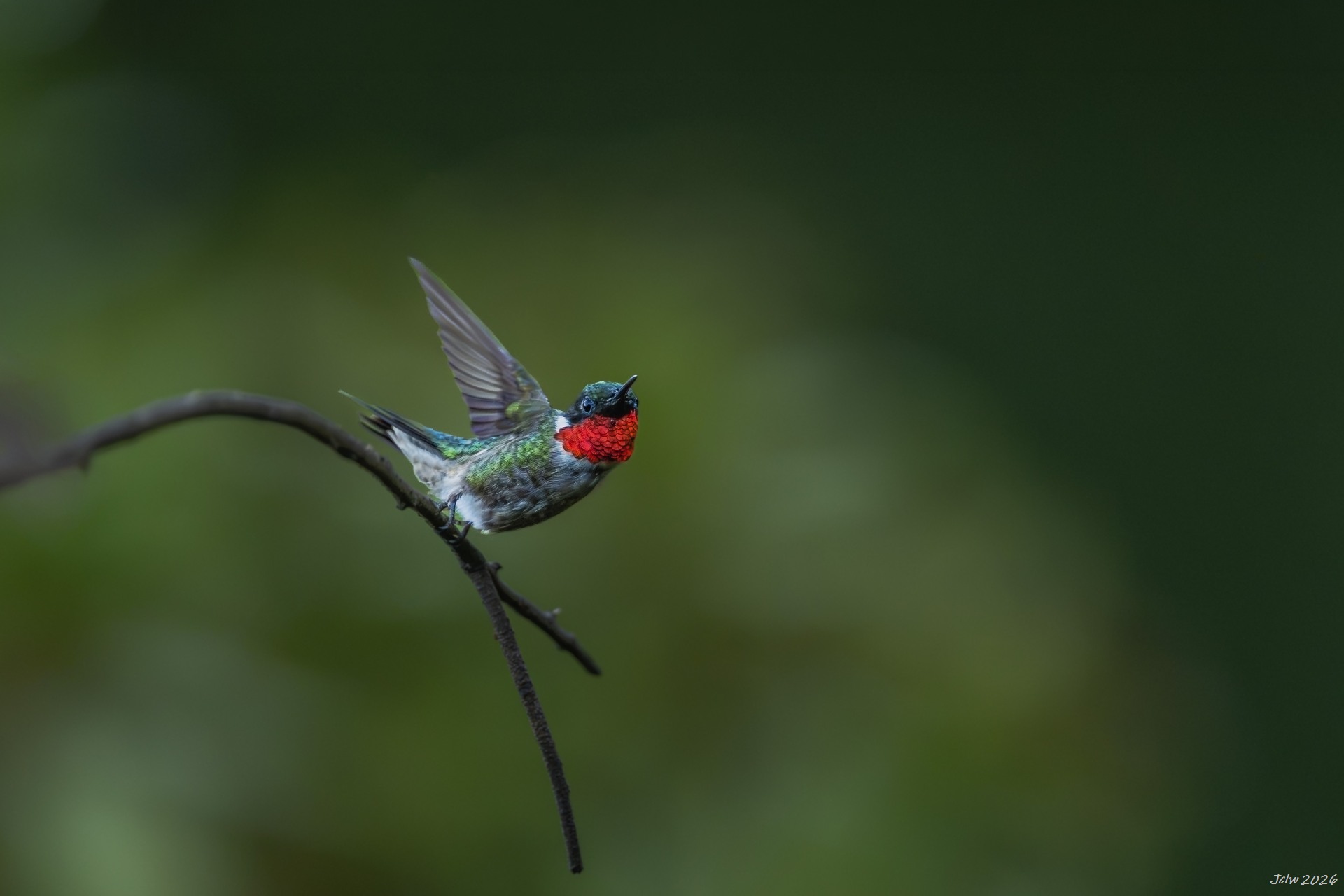 Z8W_5172.jpg