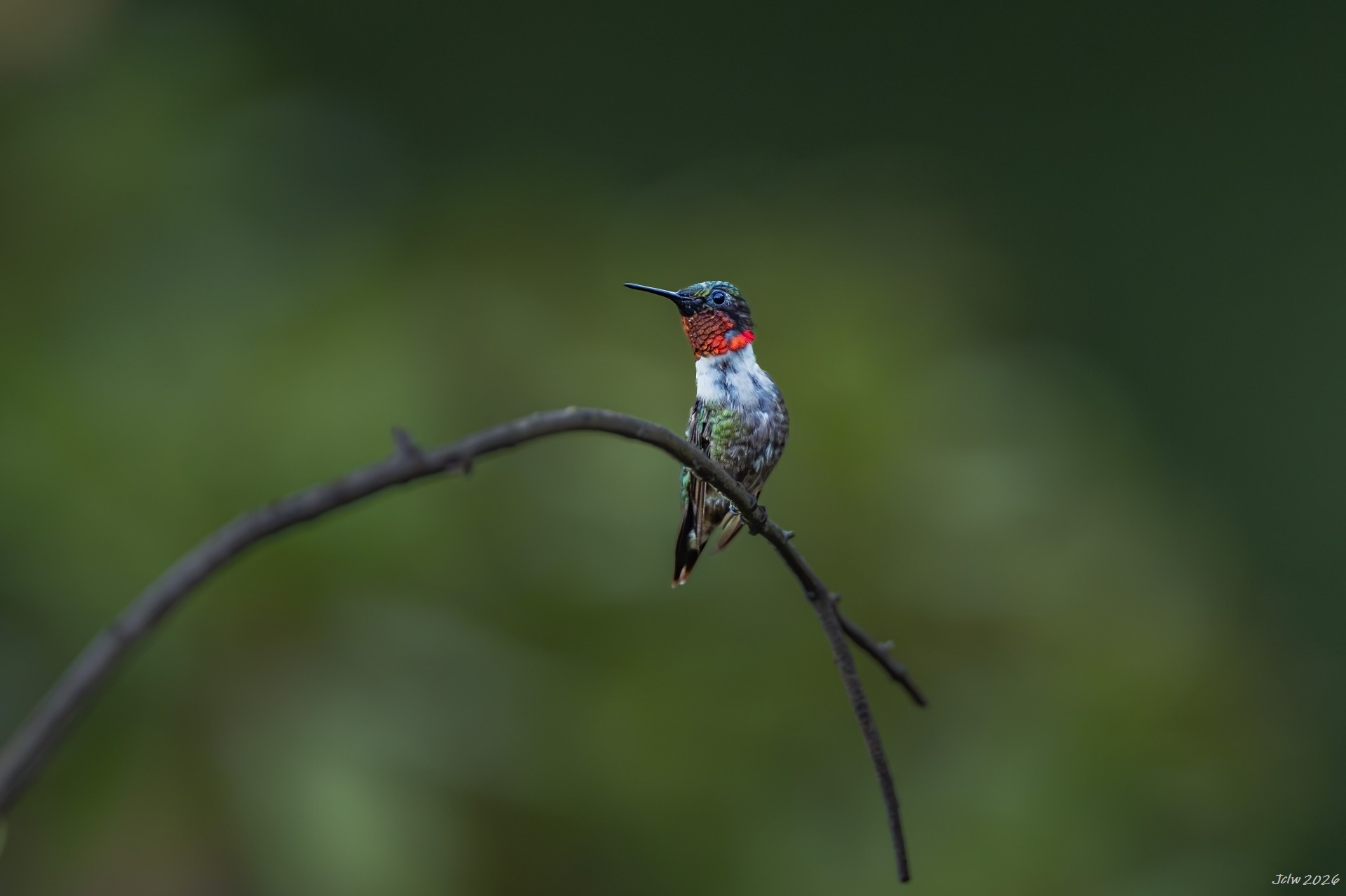 Z8W_5392.jpg