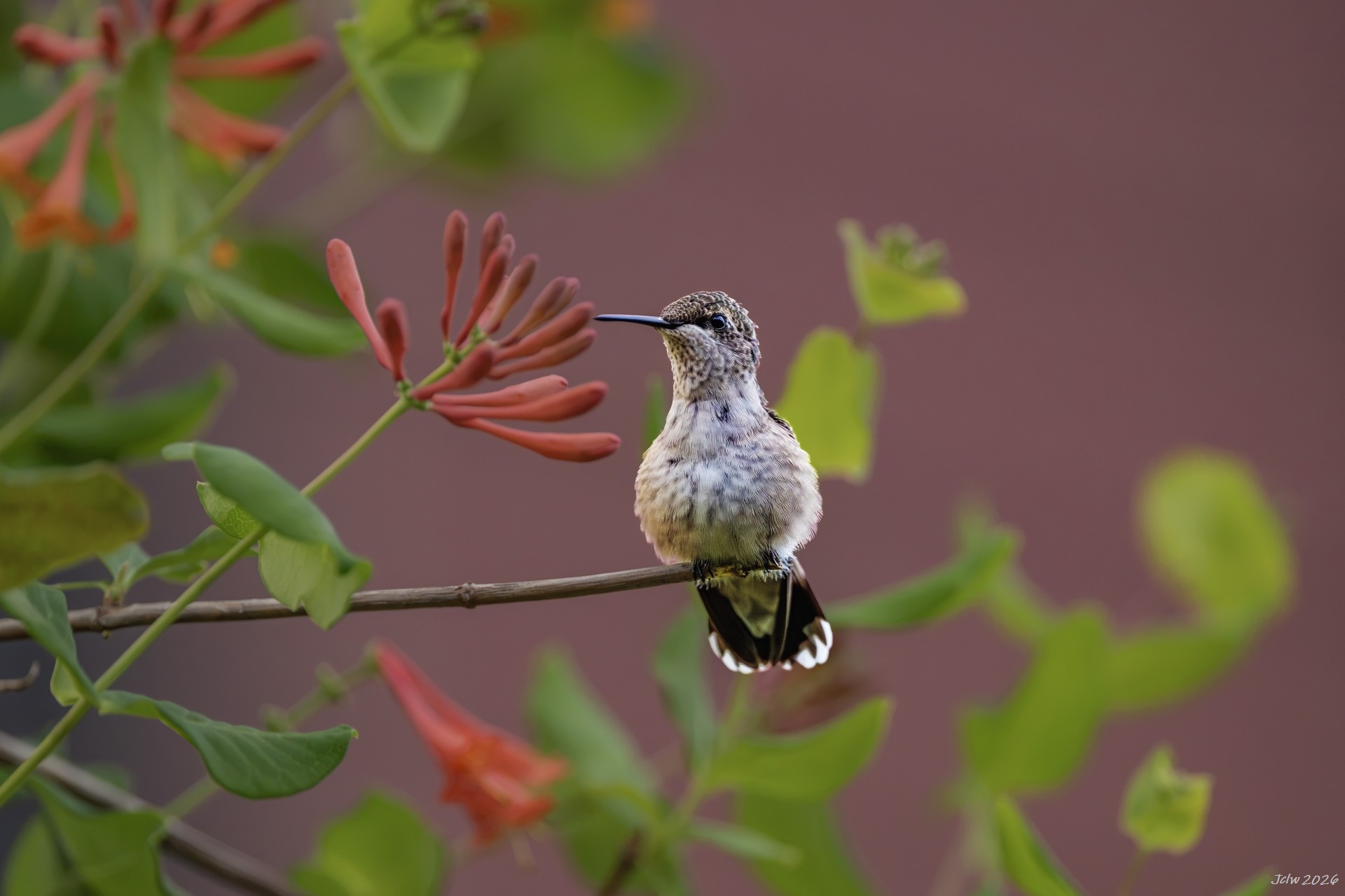 Z8W_5790.jpg