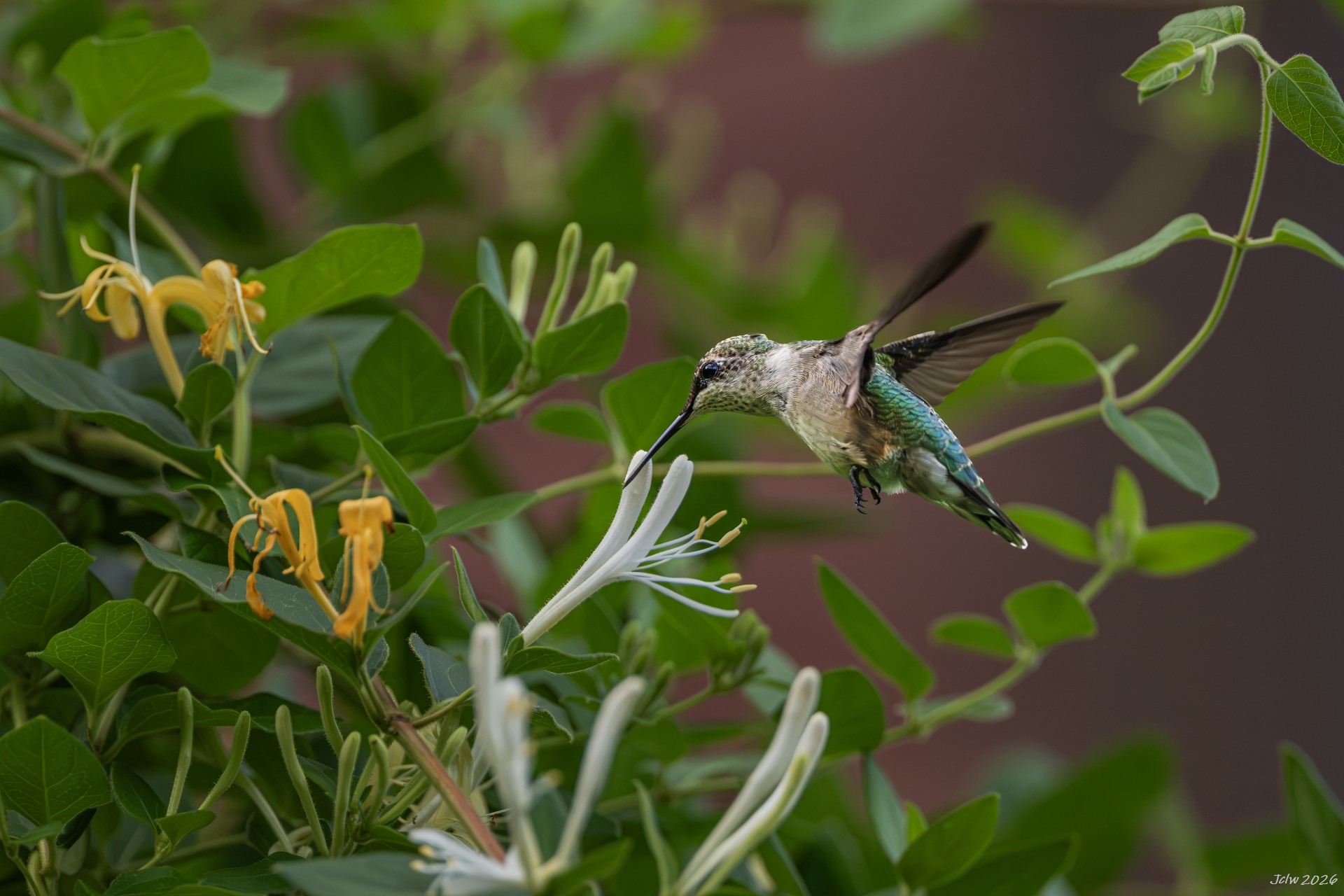 Z8W_5856.jpg