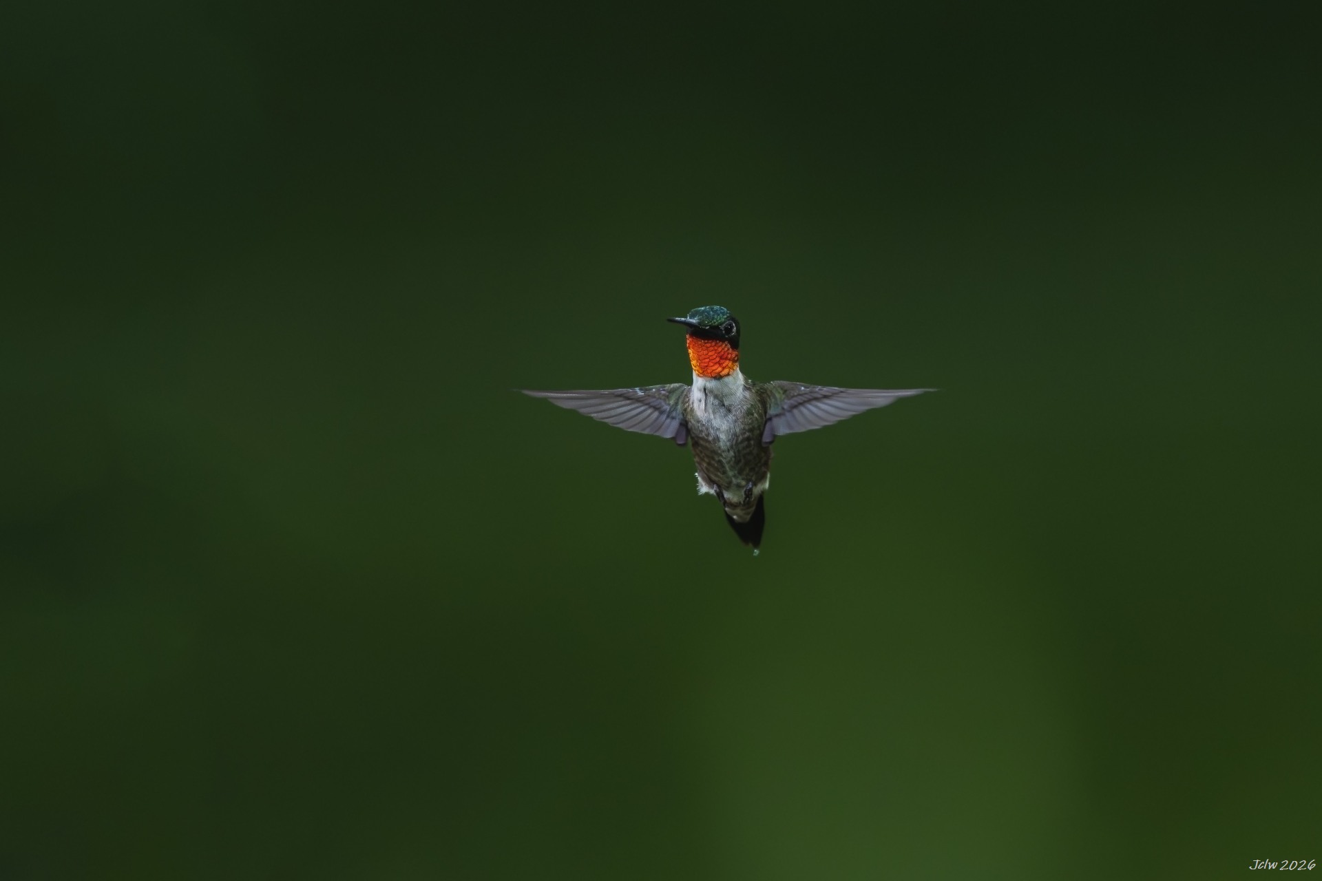 Z8W_6044.jpg