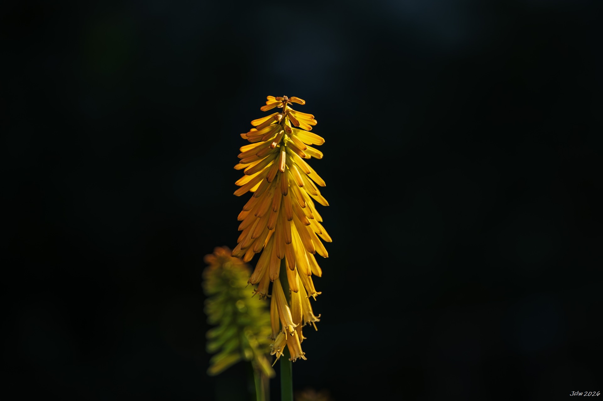 Z8W_6210.jpg