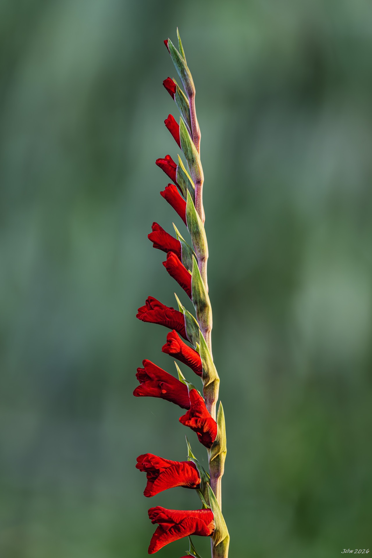 Z8W_6231.jpg