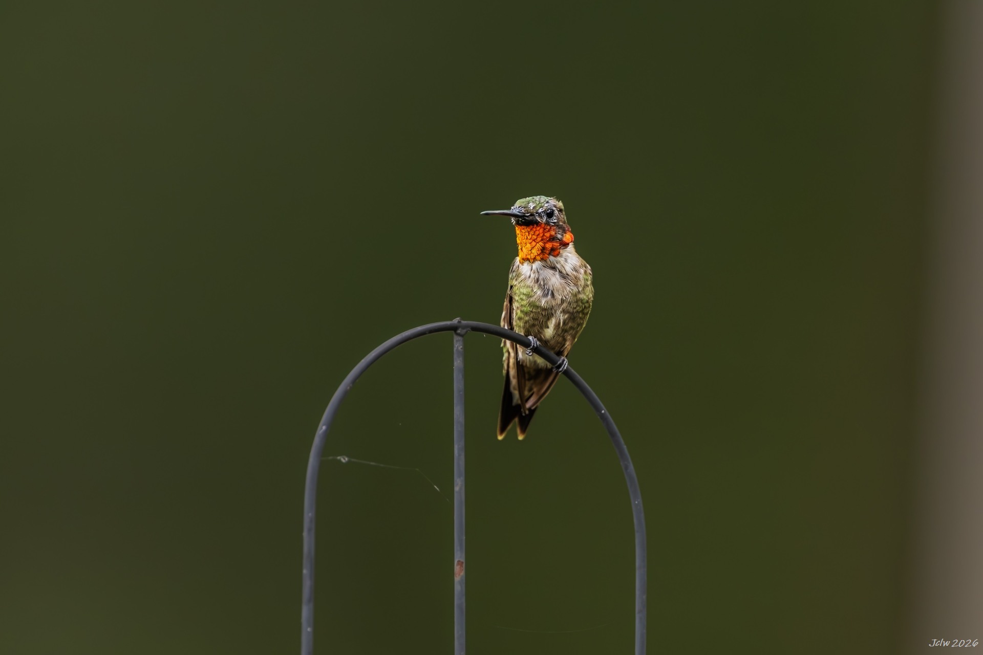 Z8W_7342.jpg