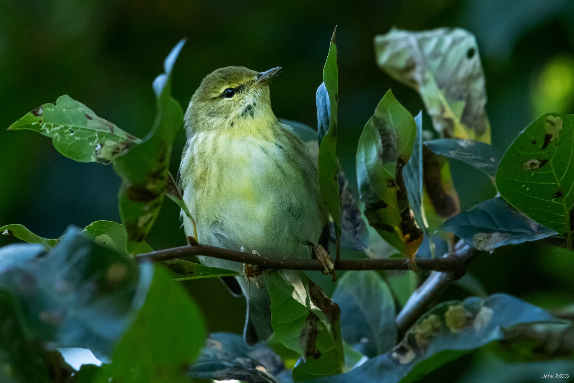 D85_1135.jpg