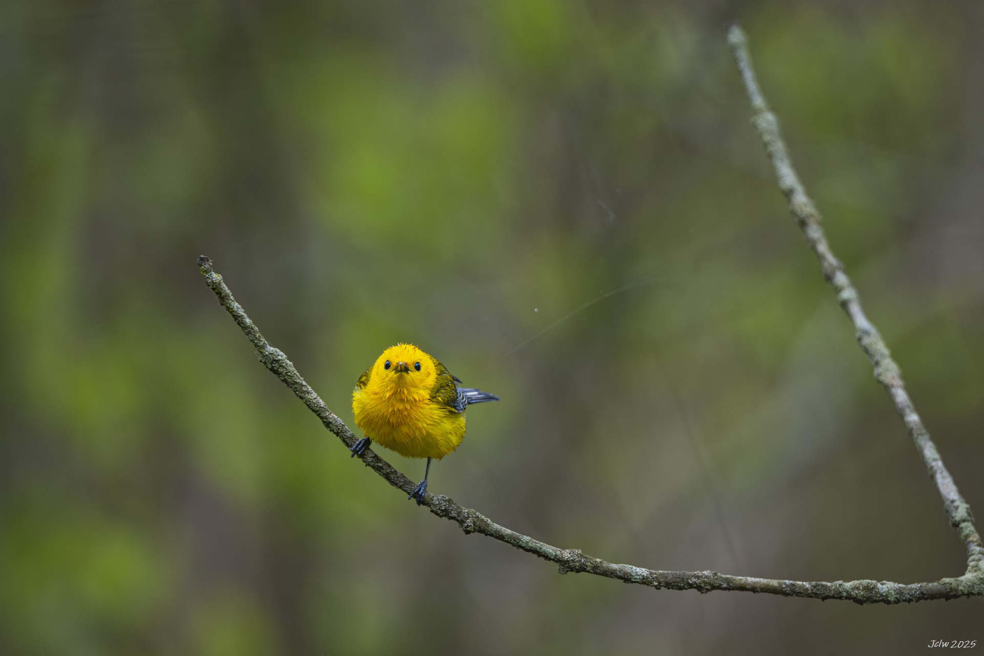 Z8W_2626.jpg