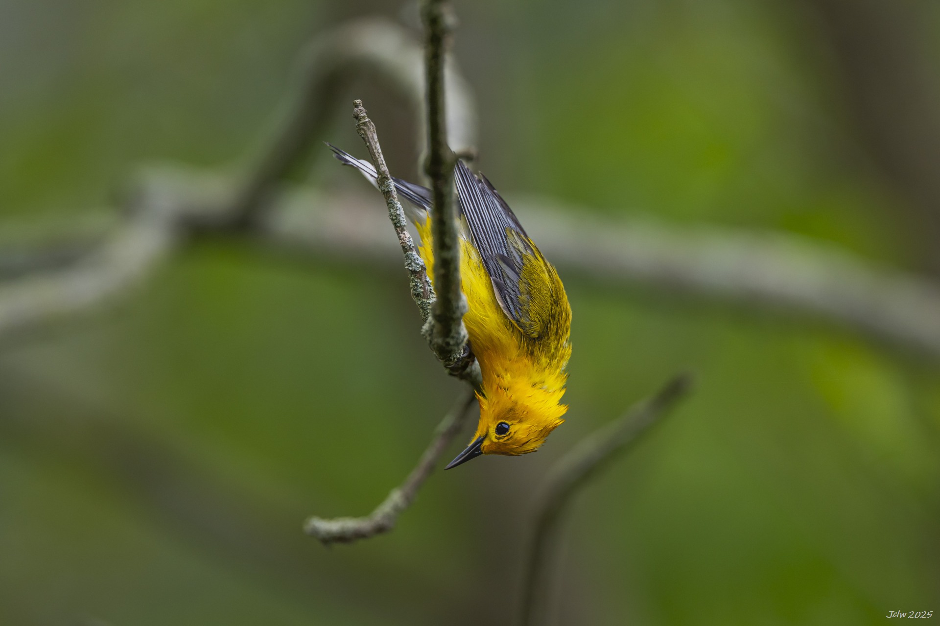 Z8W_2729.jpg