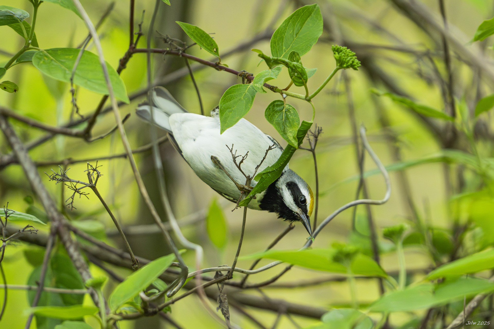 Z8A_2449.jpg