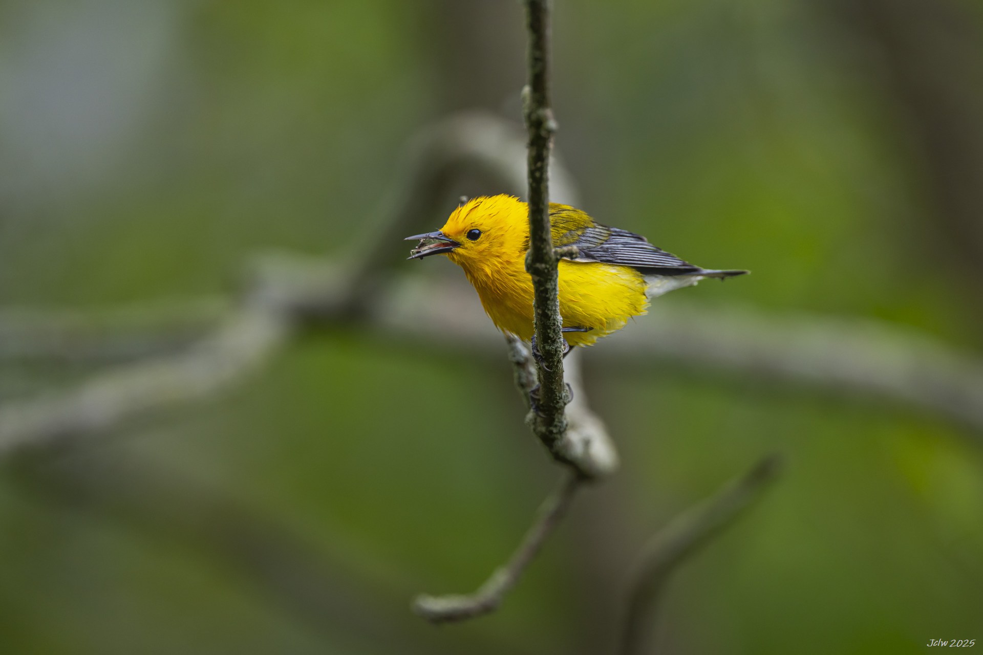 Z8W_2742.jpg