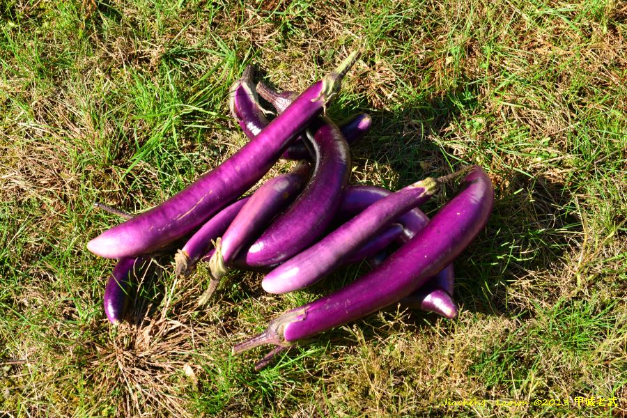 egg plant