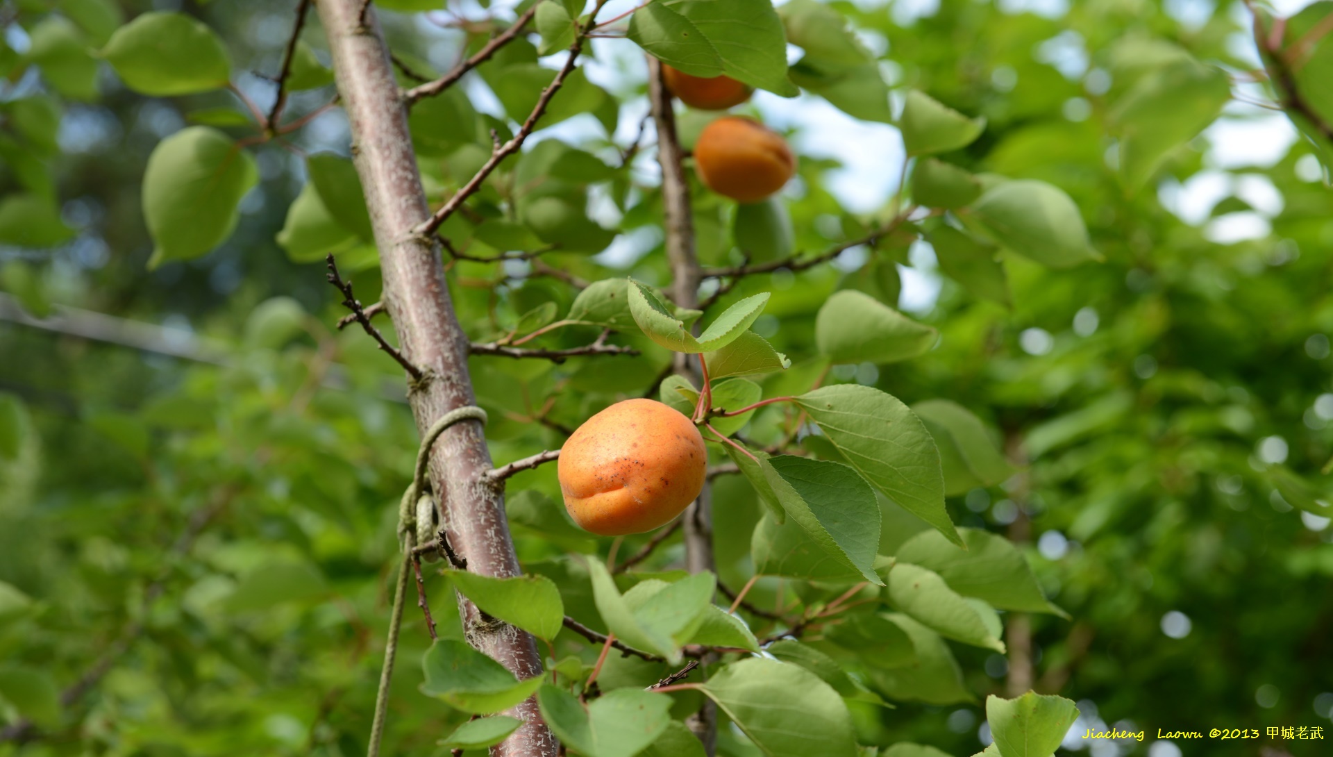 Apricot close look