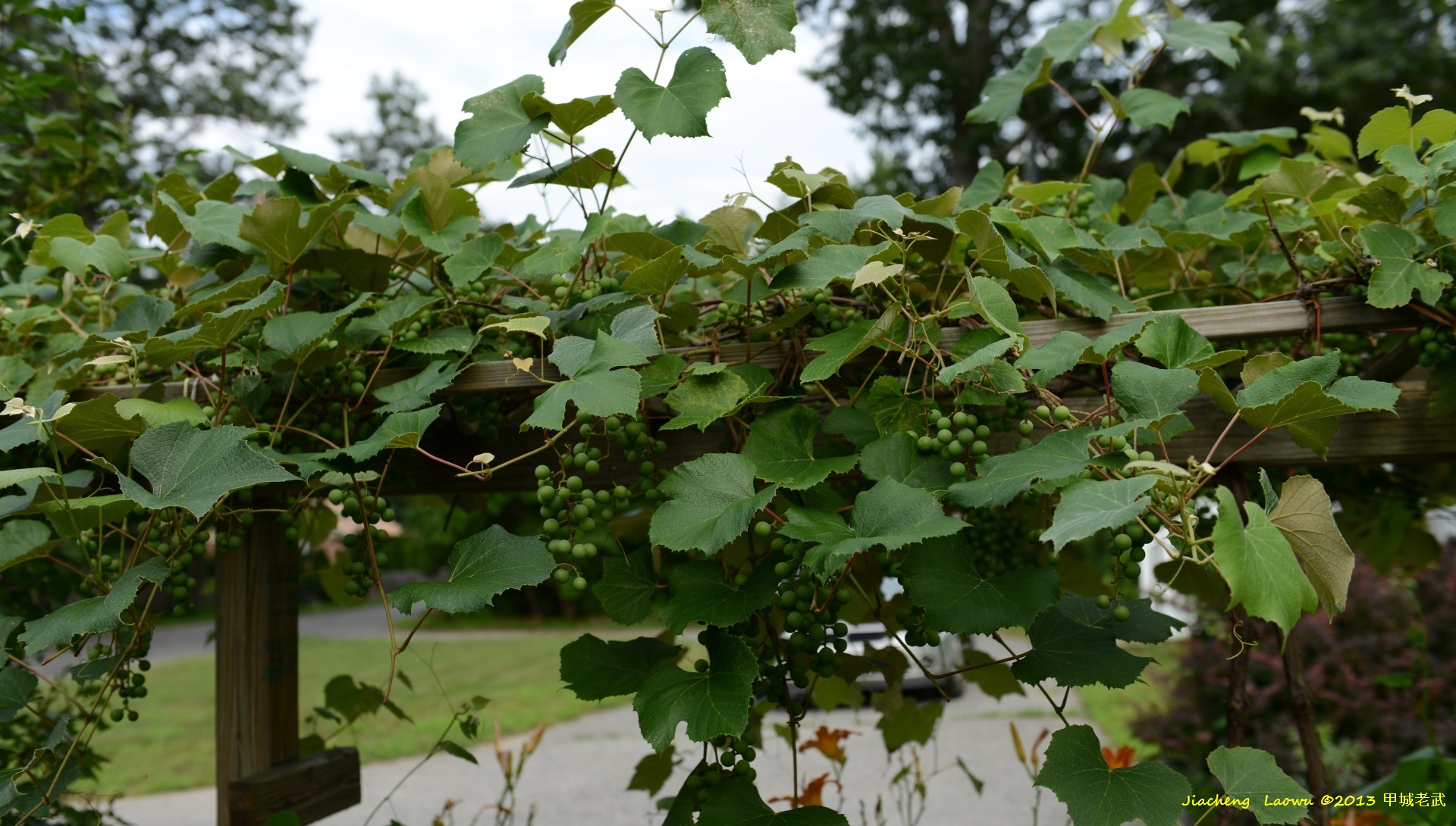 grape trees and grapes