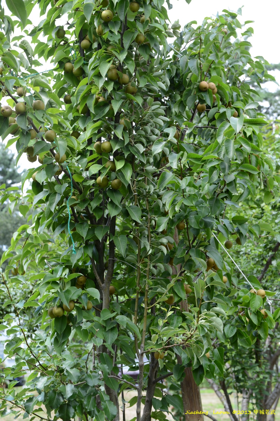 Asian Pears