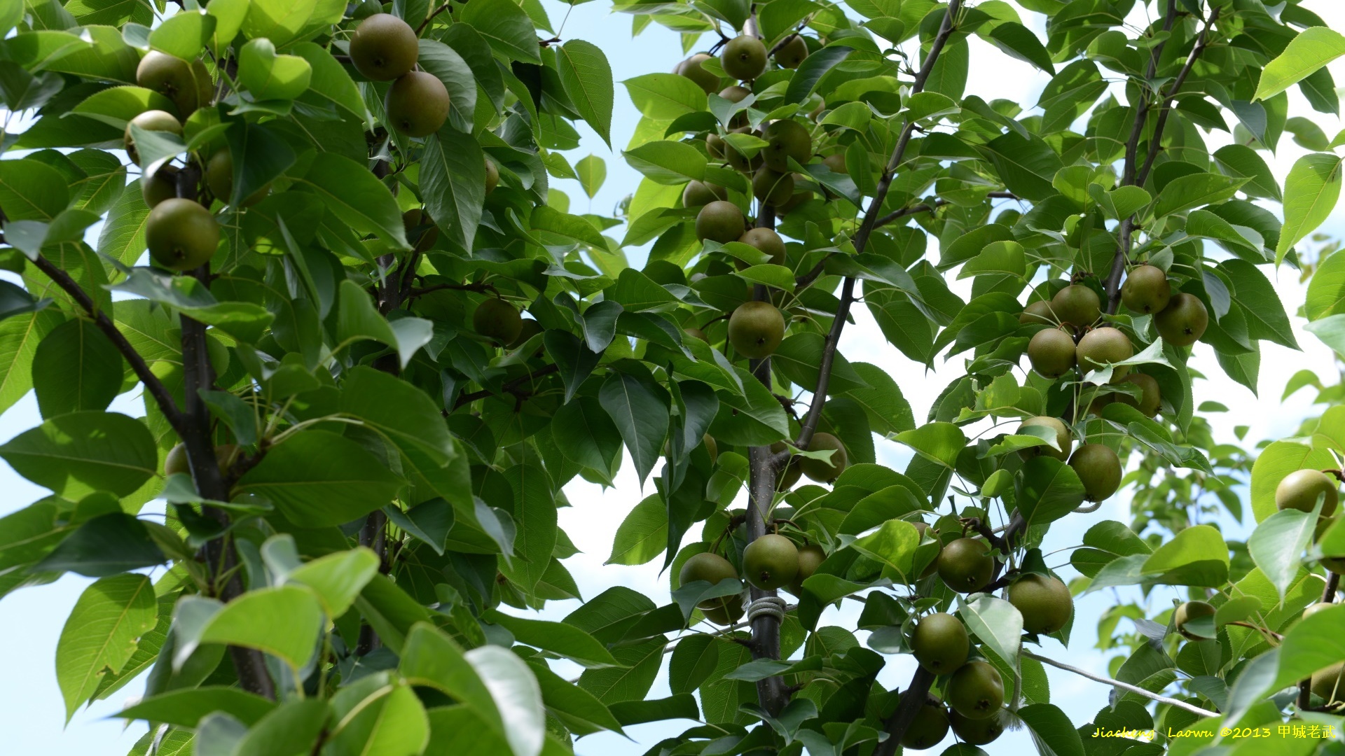 Asian Pear