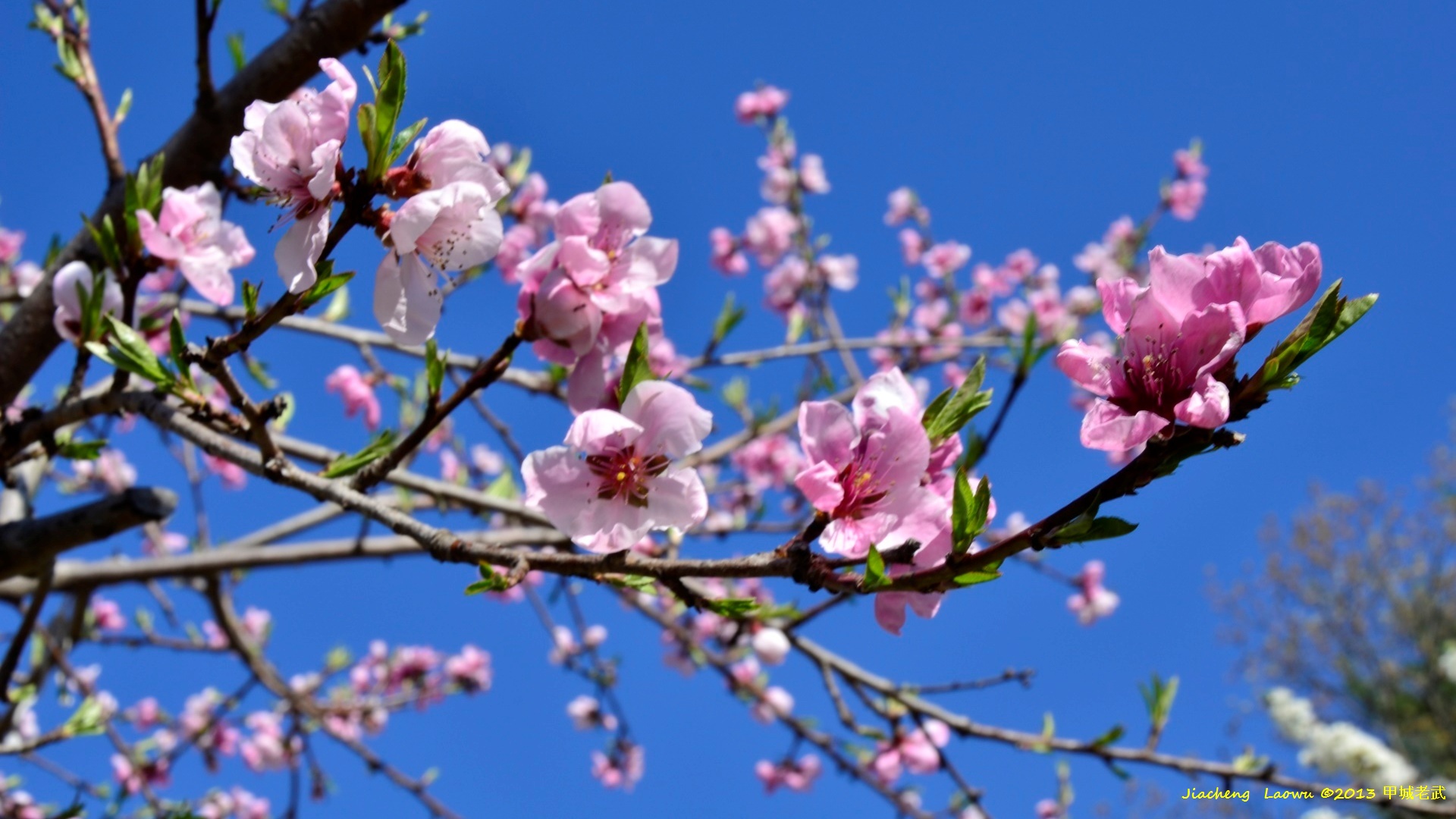 Peach Tree Blossom