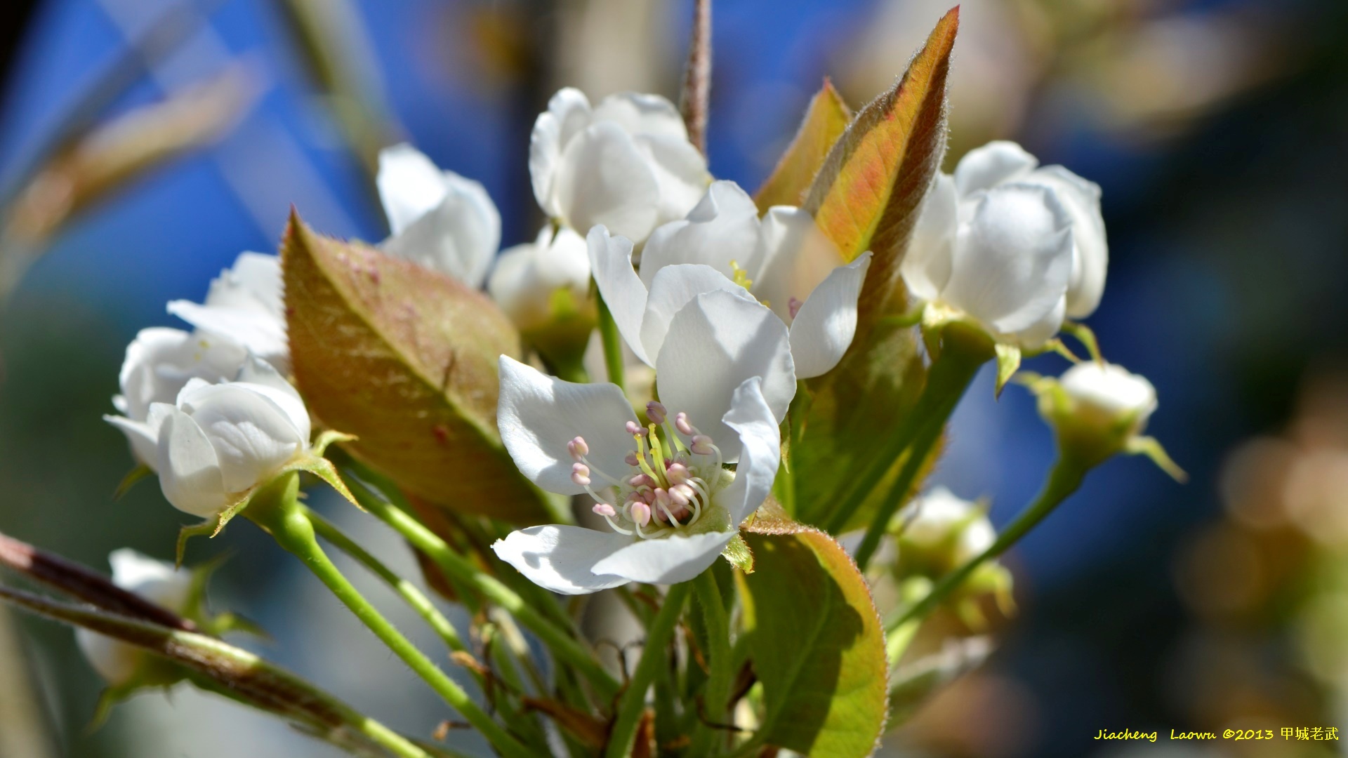 Pear Blossom