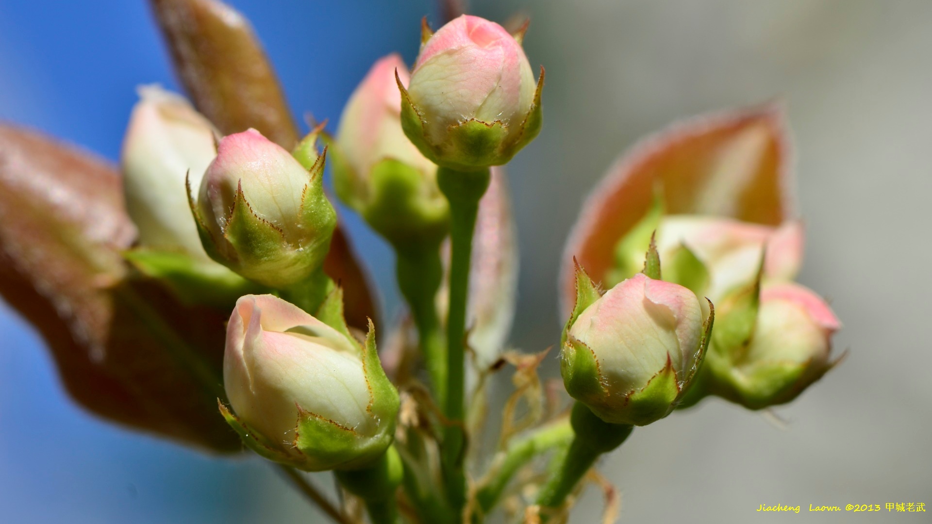 Pear in Pre-Blossom 