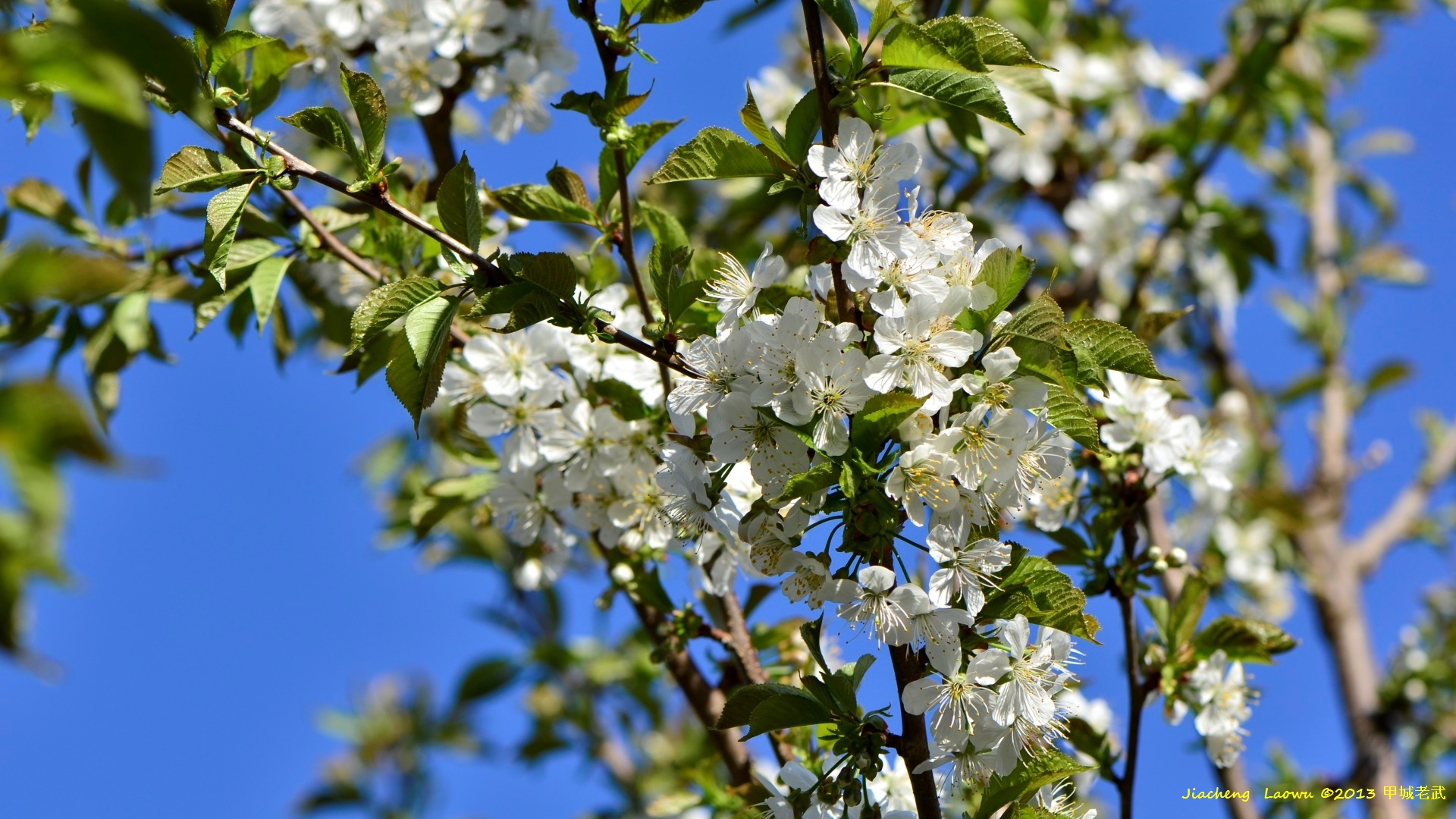 Cherry Blossom