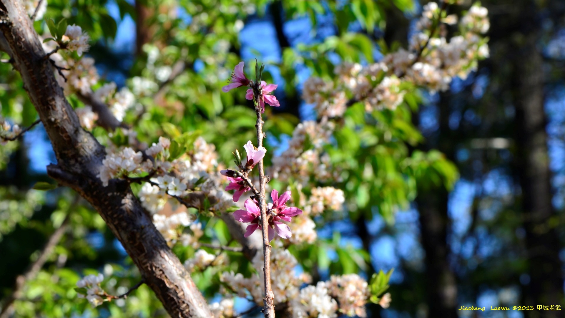 Peach Blossom in Plum Tree 