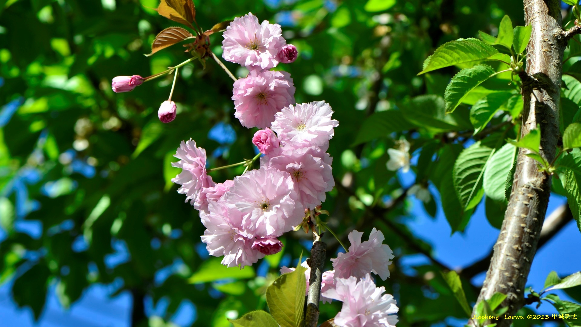 Pink Cherry Blossom