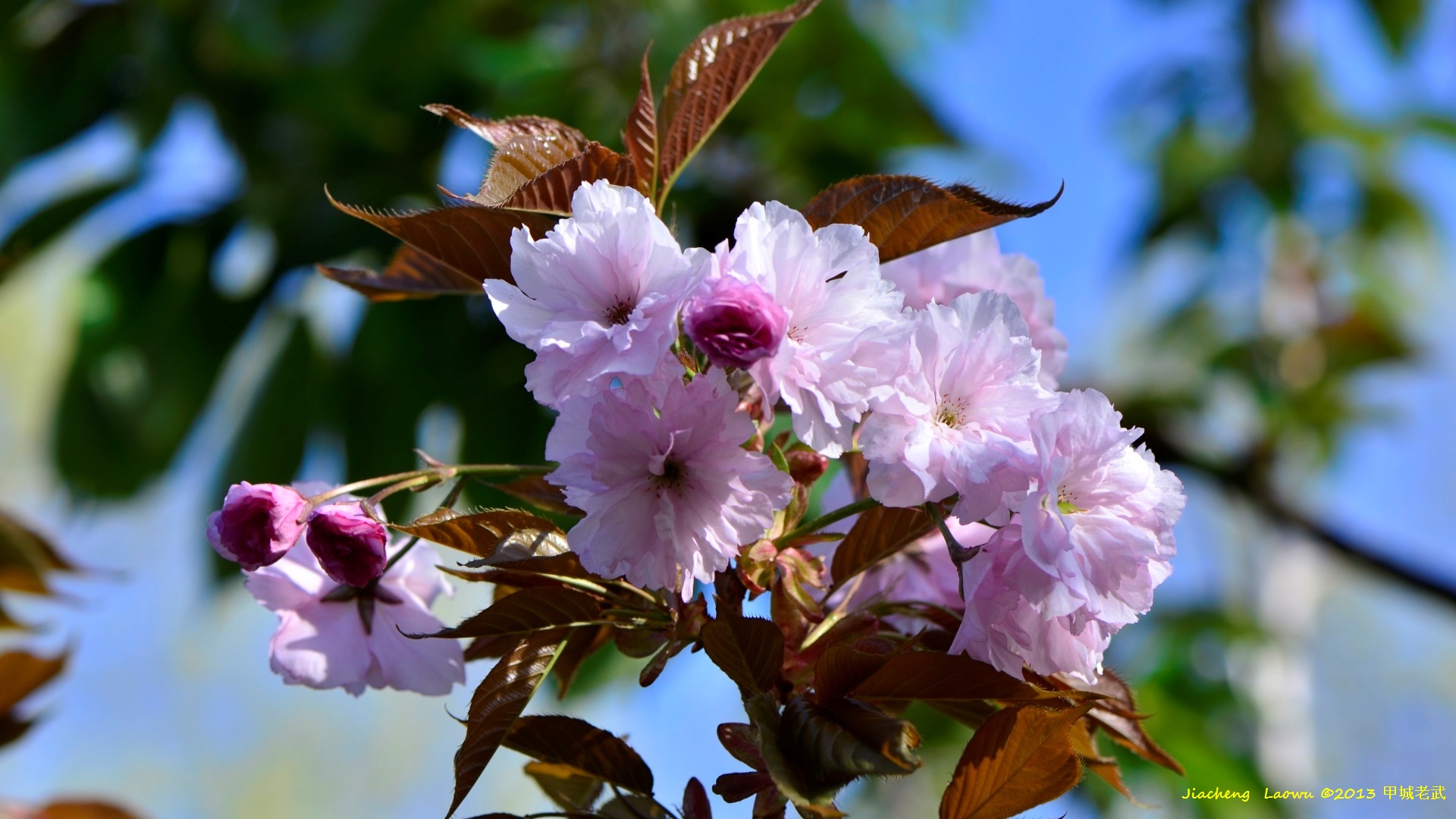 Pink Cherry Blossom