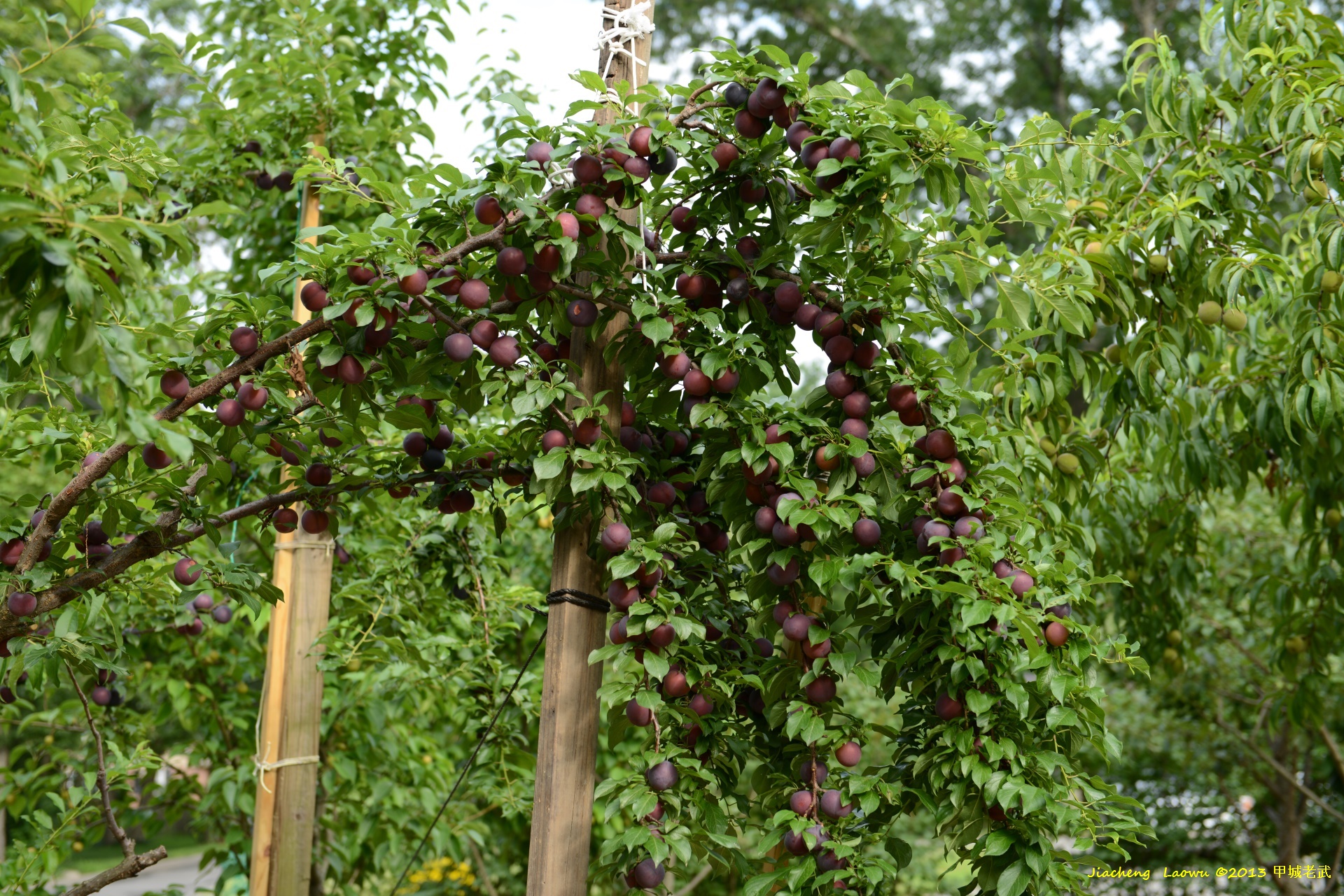 plum fruit