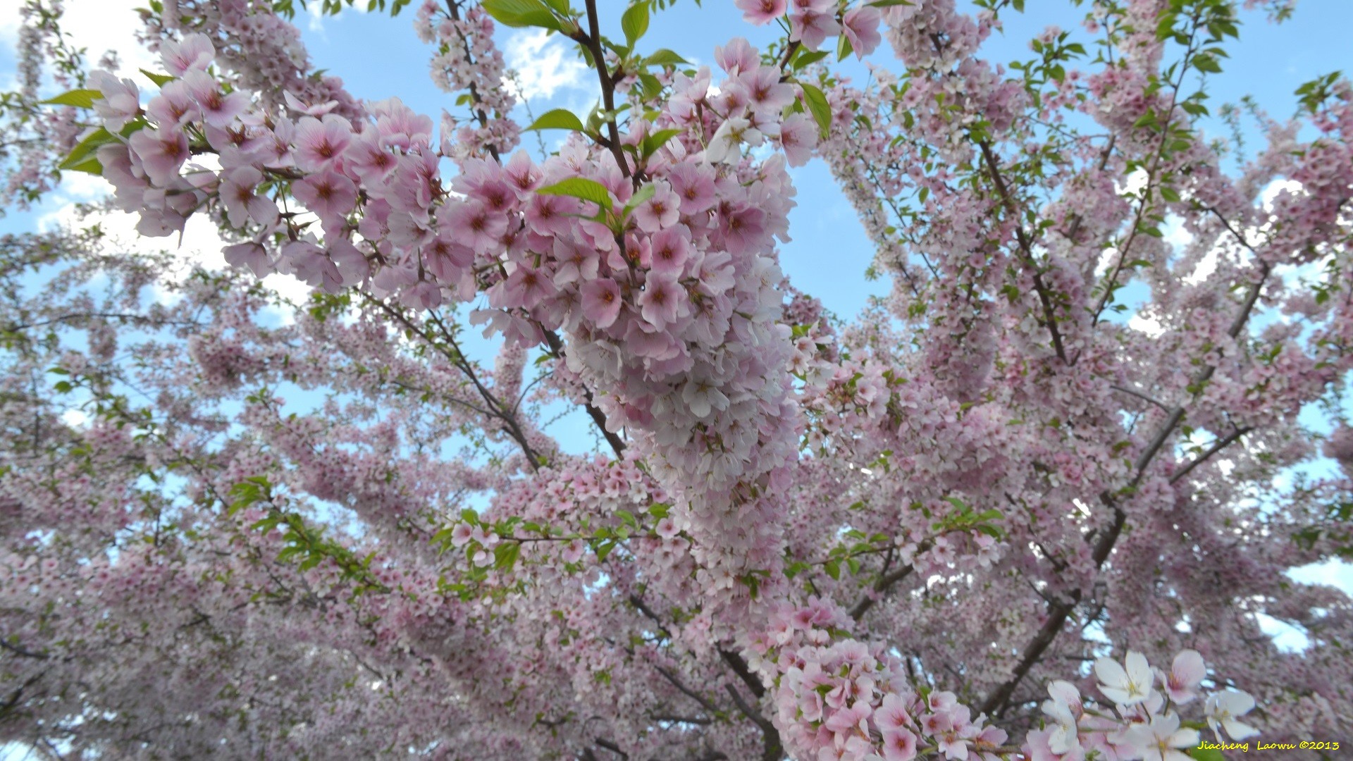 Cherry Blossom under Sunset, NE Tidal Basin