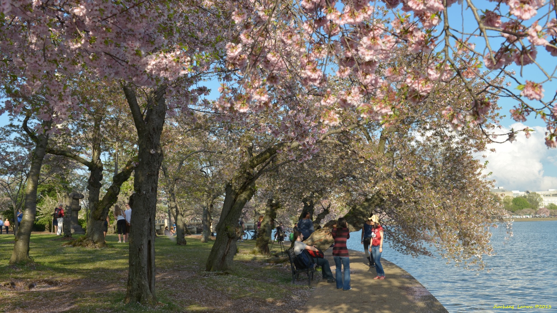 Cherry Blossom under Sunset 2, NE Tidal Basin