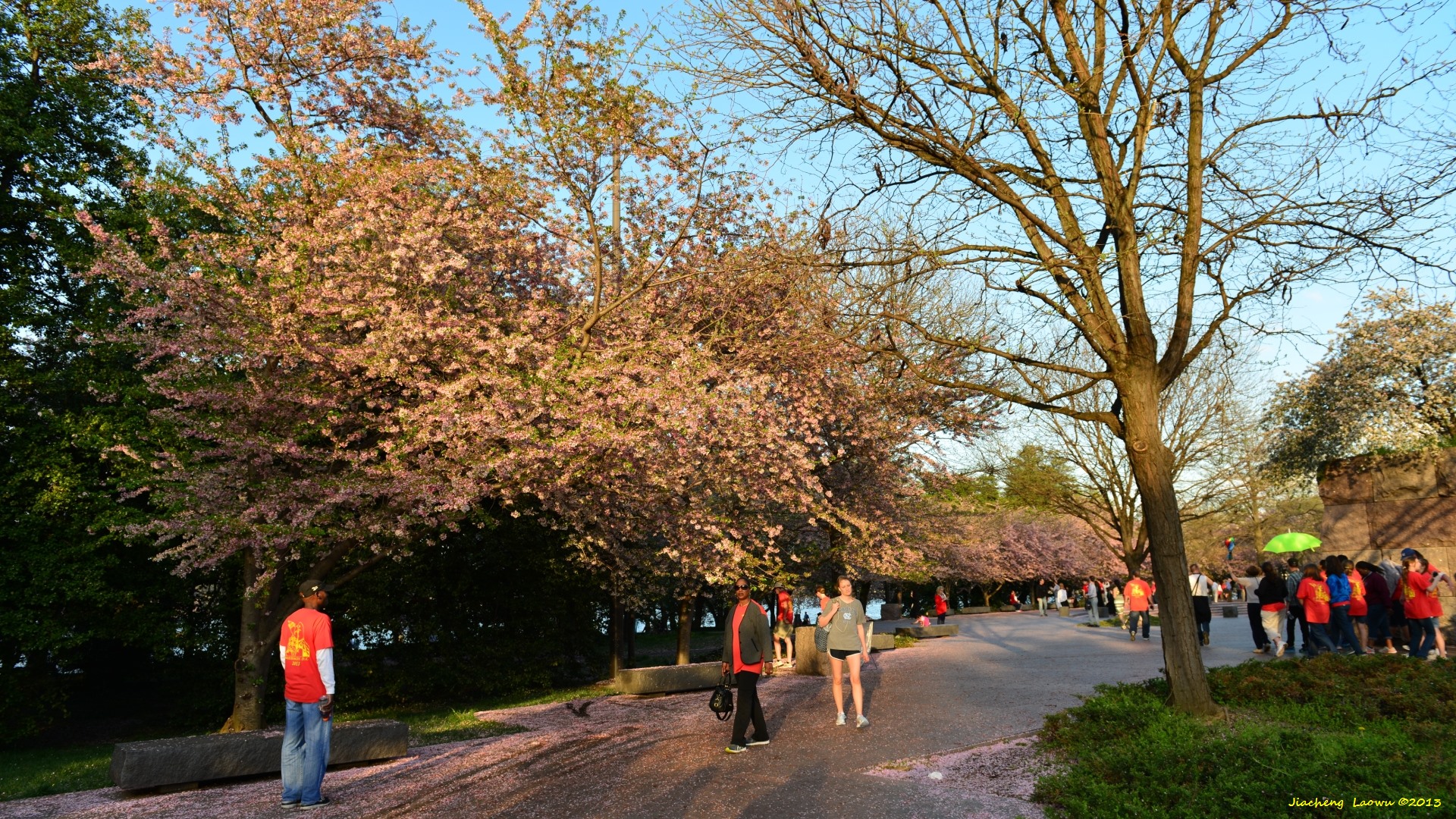 Cherry Blossom under Sunset, SW Tidal Basin