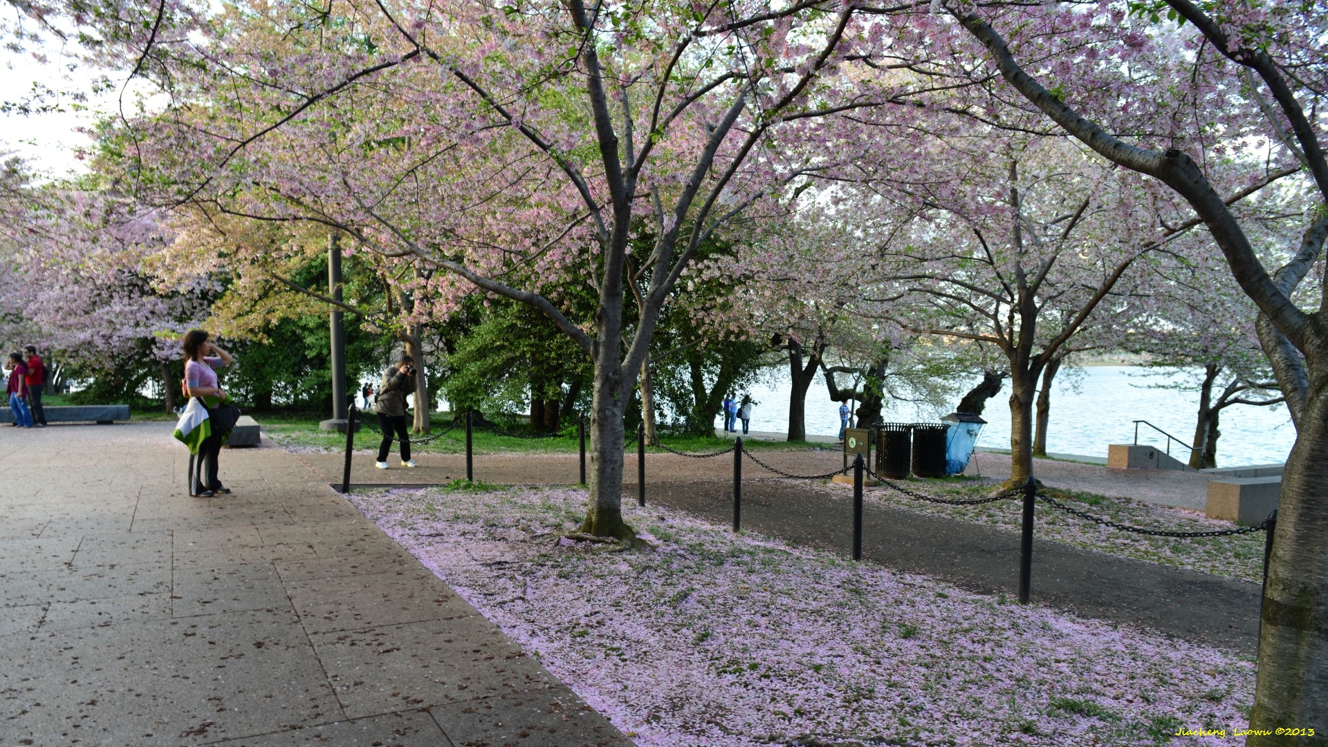 Cherry Blossom under Sunset, SW Tidal Basin