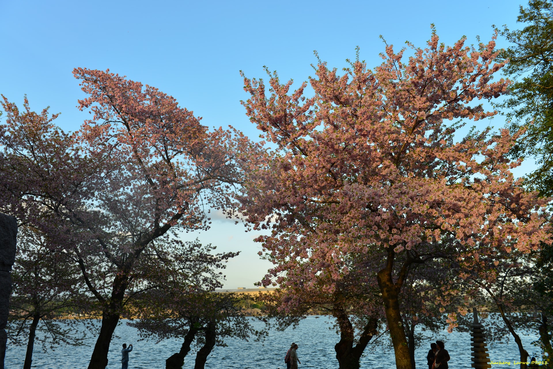 Cherry Blossom vs Lake, SW Tidal Basin