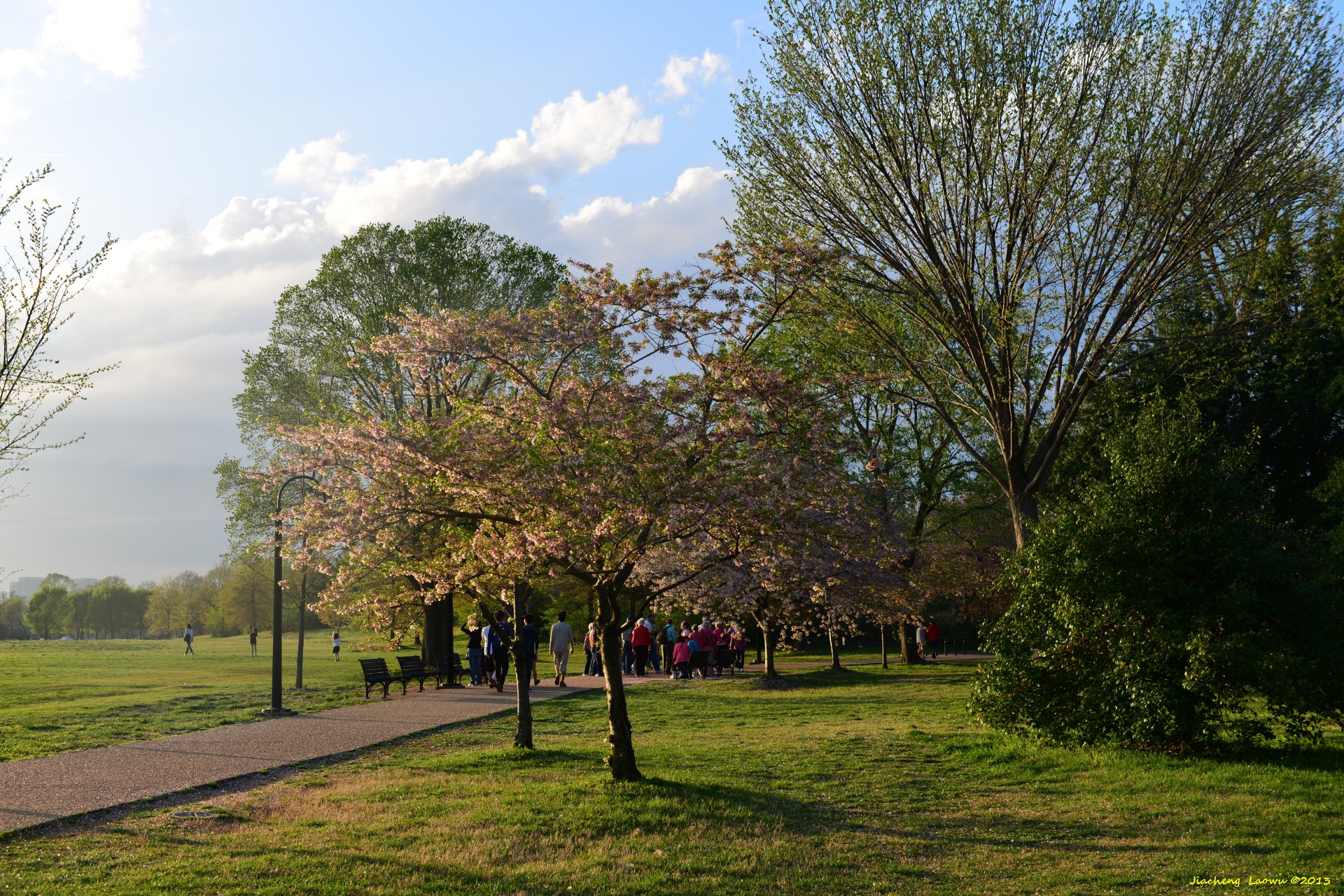 Cherry Blossom, Trees under Sunset, SW Tidal Basin