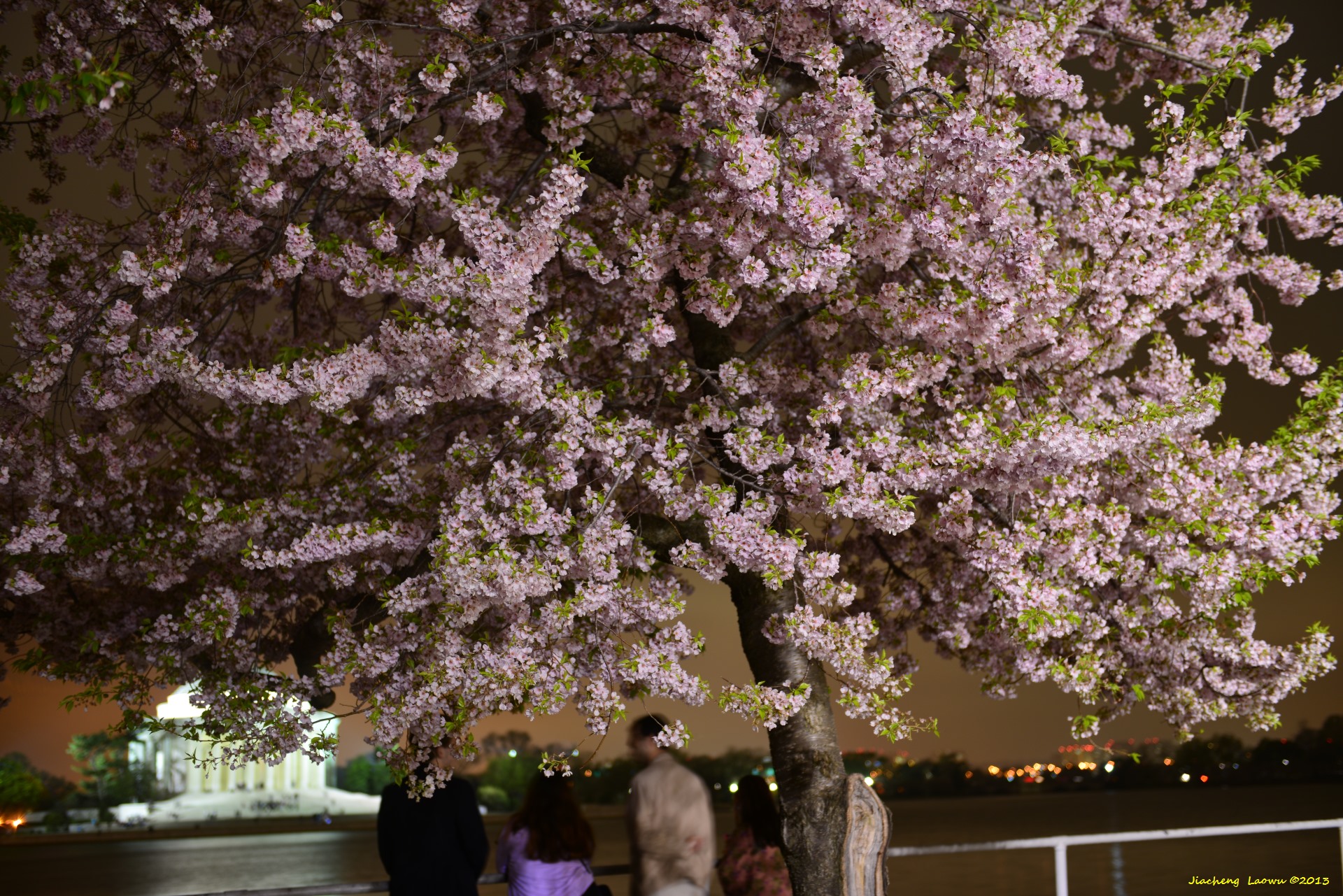 Cherry Blossom under Dark, NE Tidal Basin