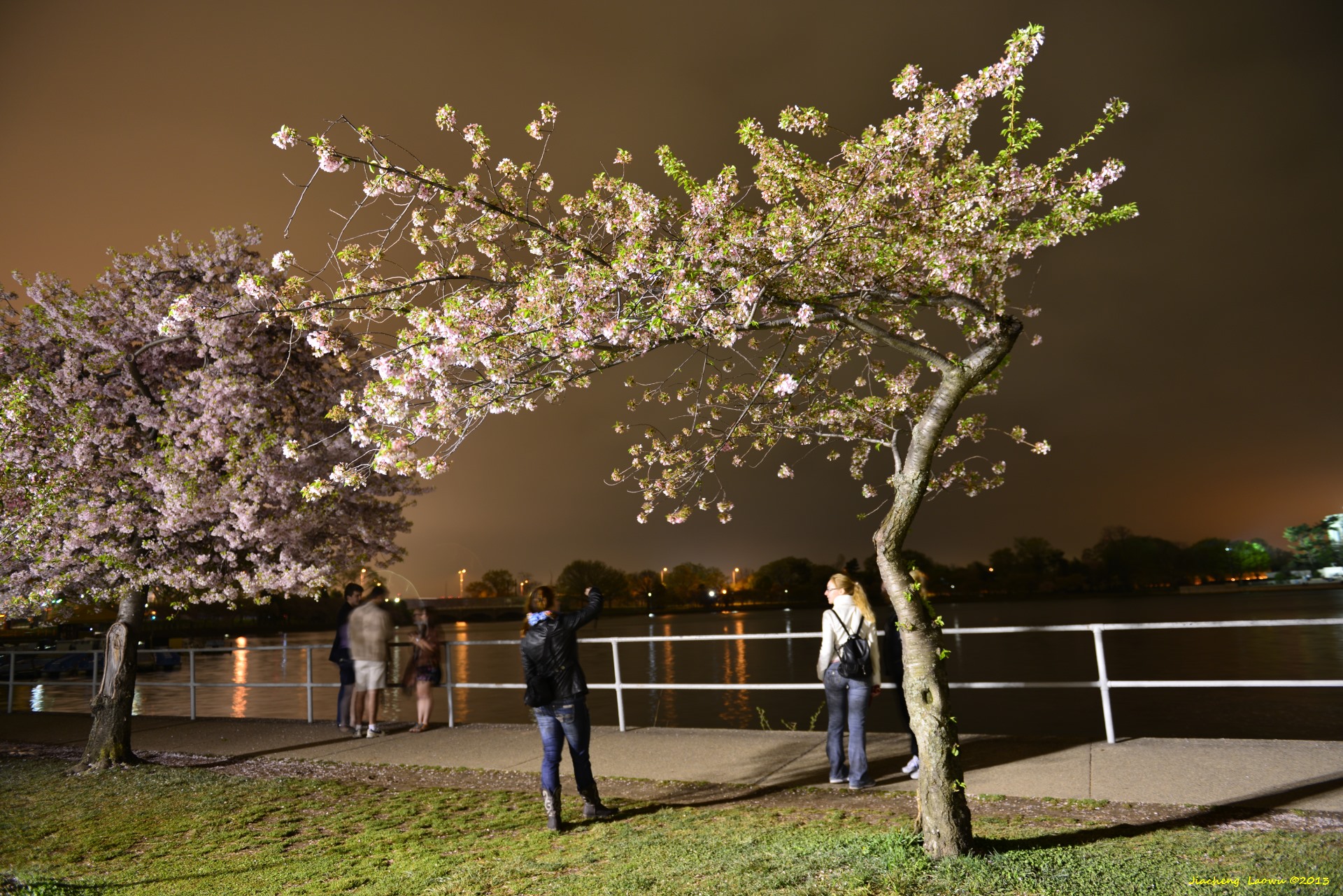 Cherry Blossom under Dark 2, NE Tidal Basin