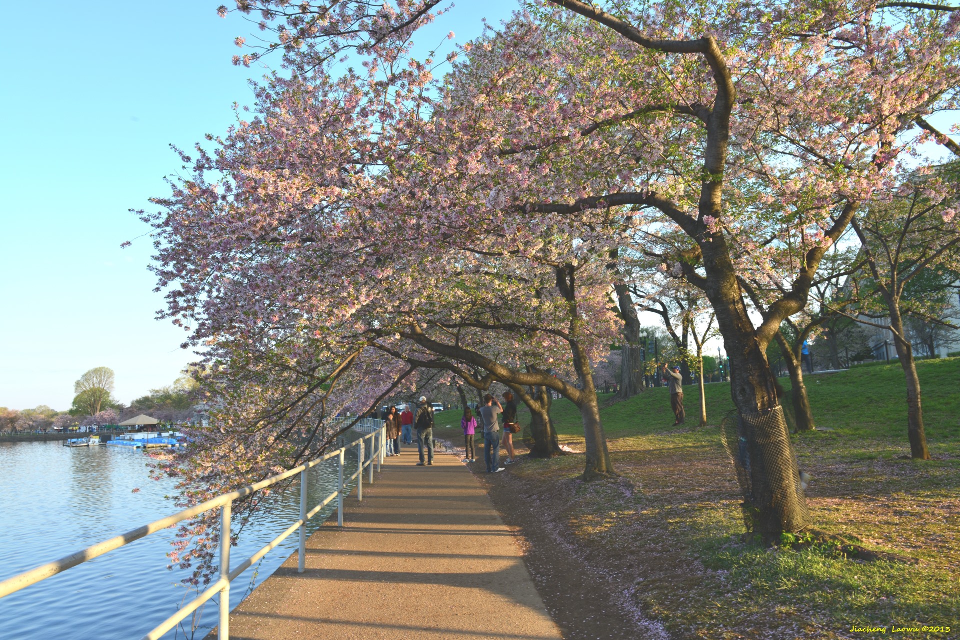 Cherry Blossom under Morning Sun, NE Tidal Basin