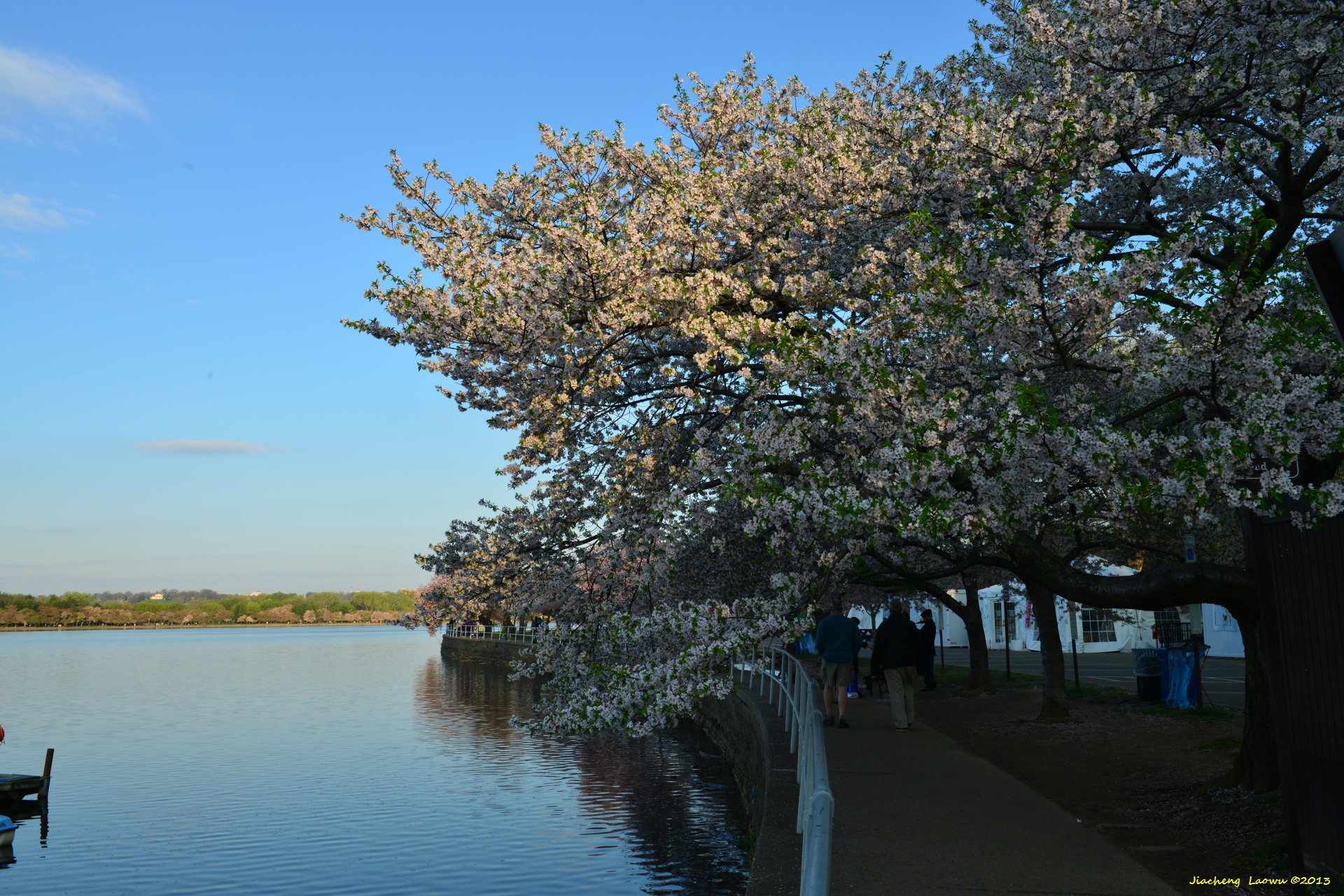 Cherry Blossom under Morning Sun 2, NE Tidal Basin