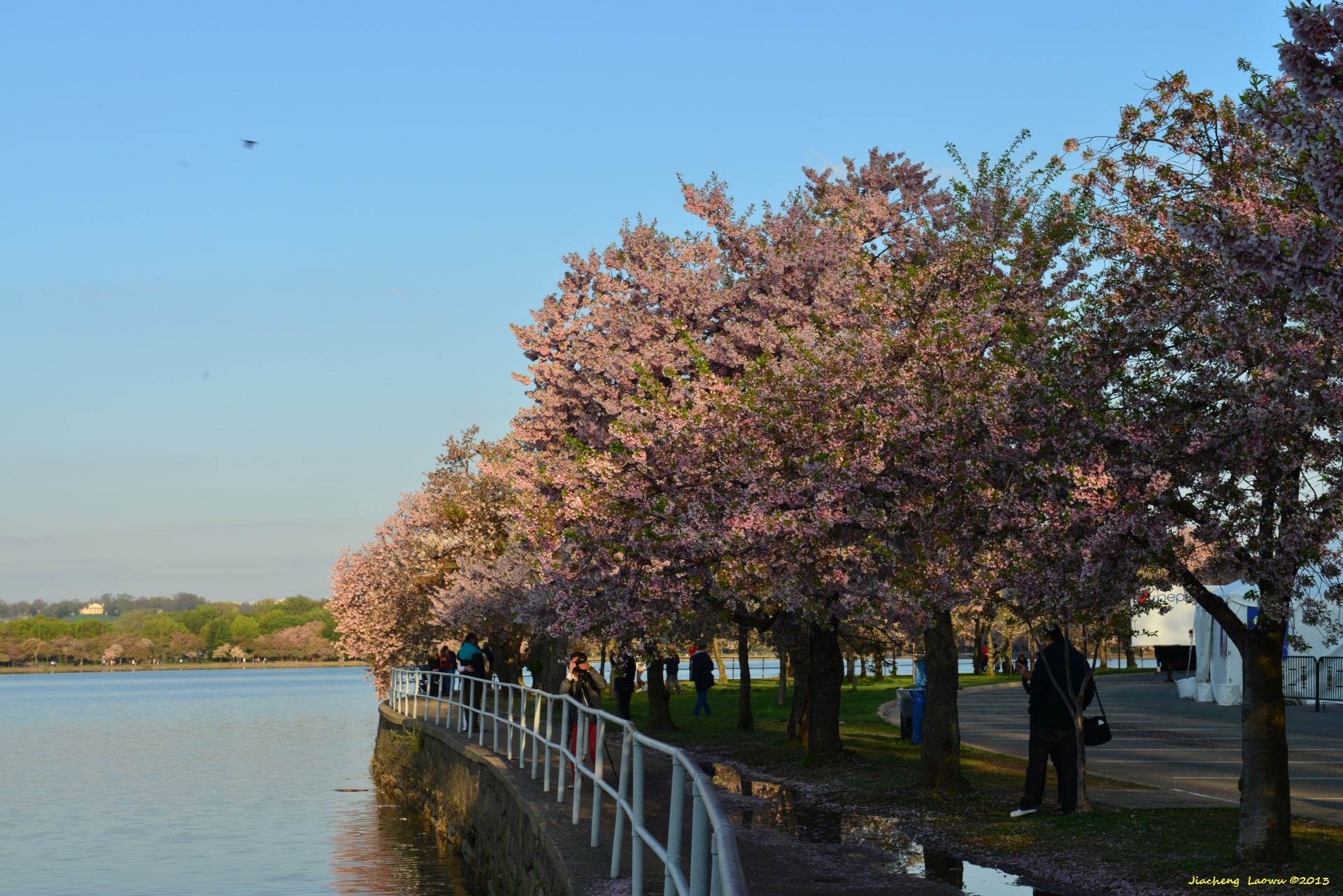 Cherry Blossom under Morning Sun 3, NE Tidal Basin